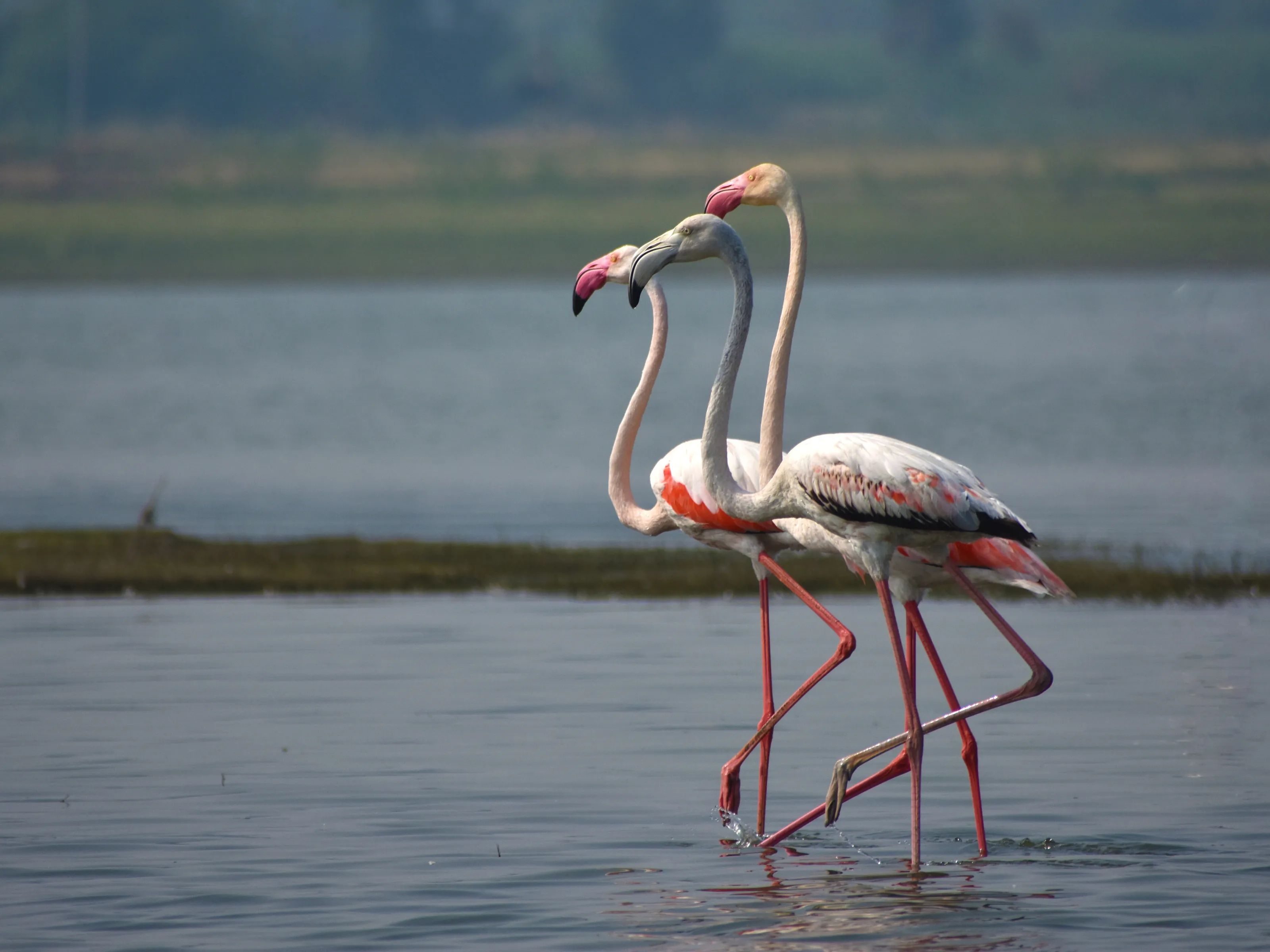 THE FLAMINGOS....