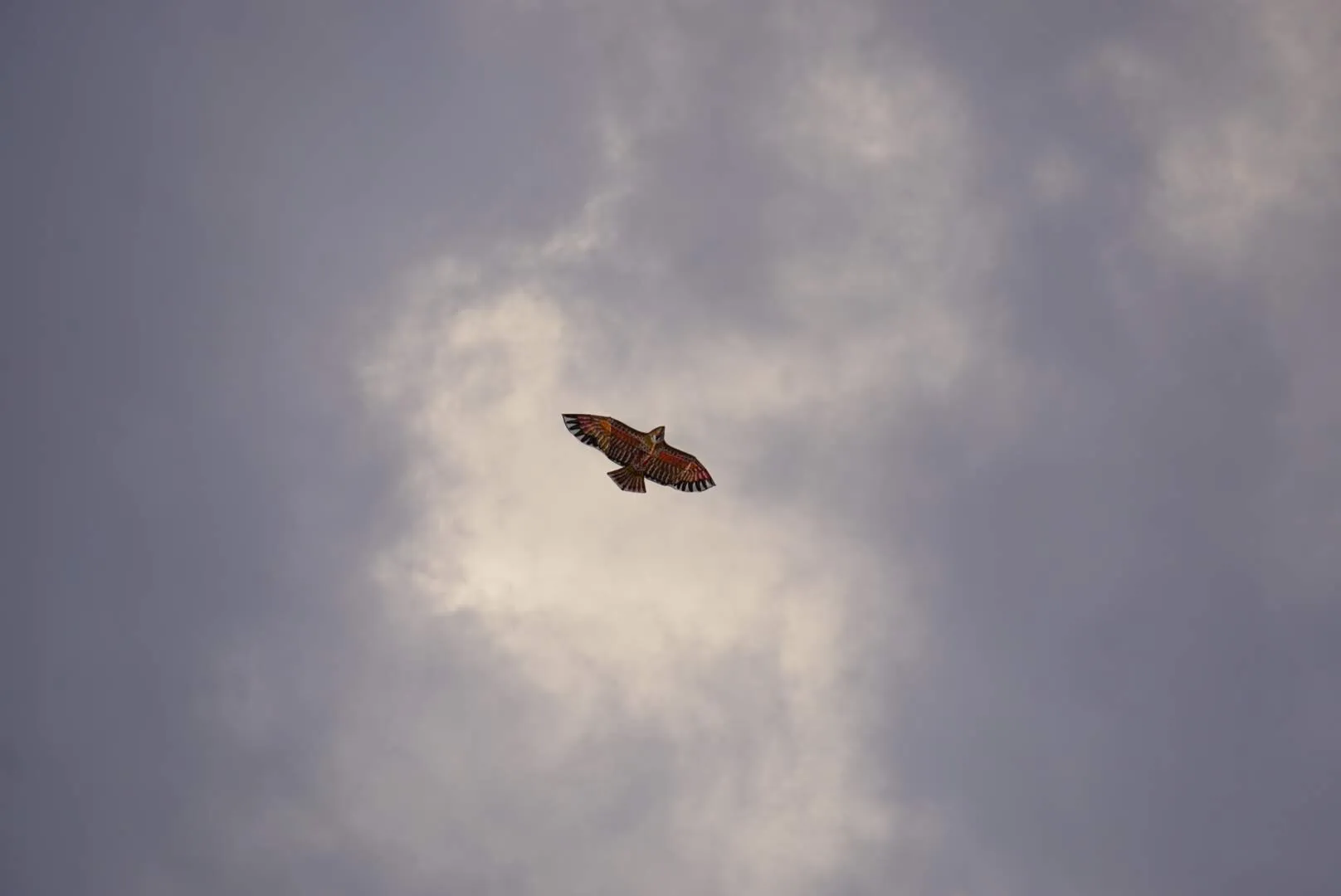 Kite