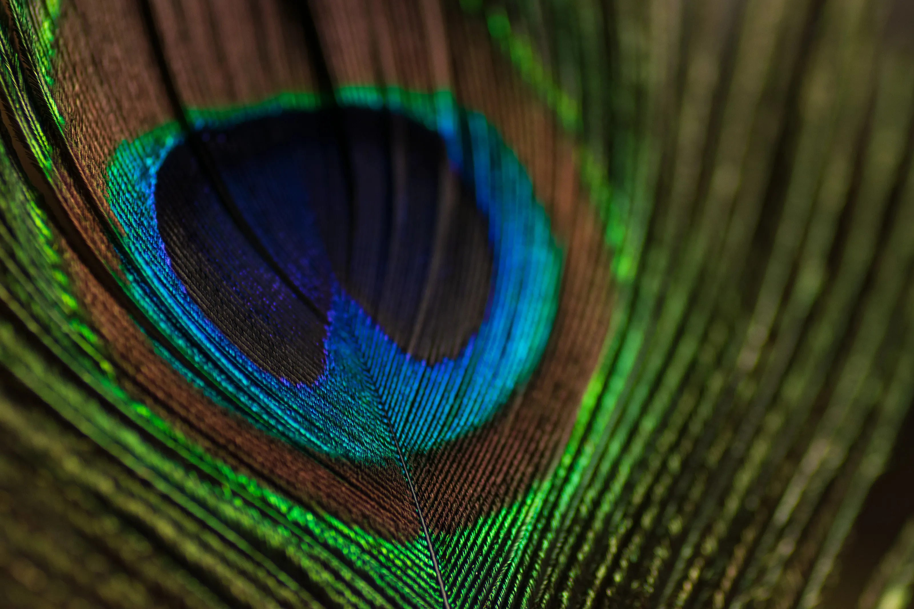 Peacock Feather