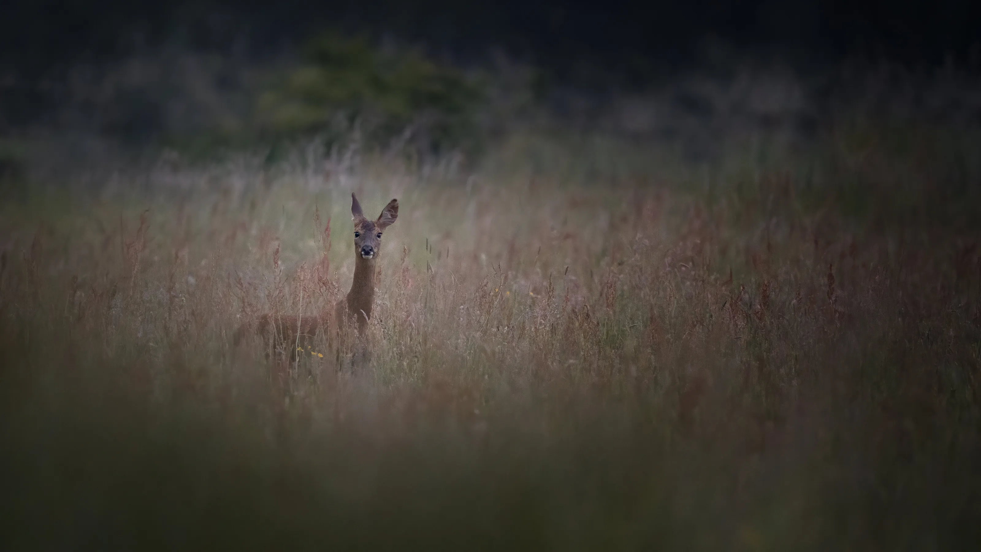 Roe in Grass