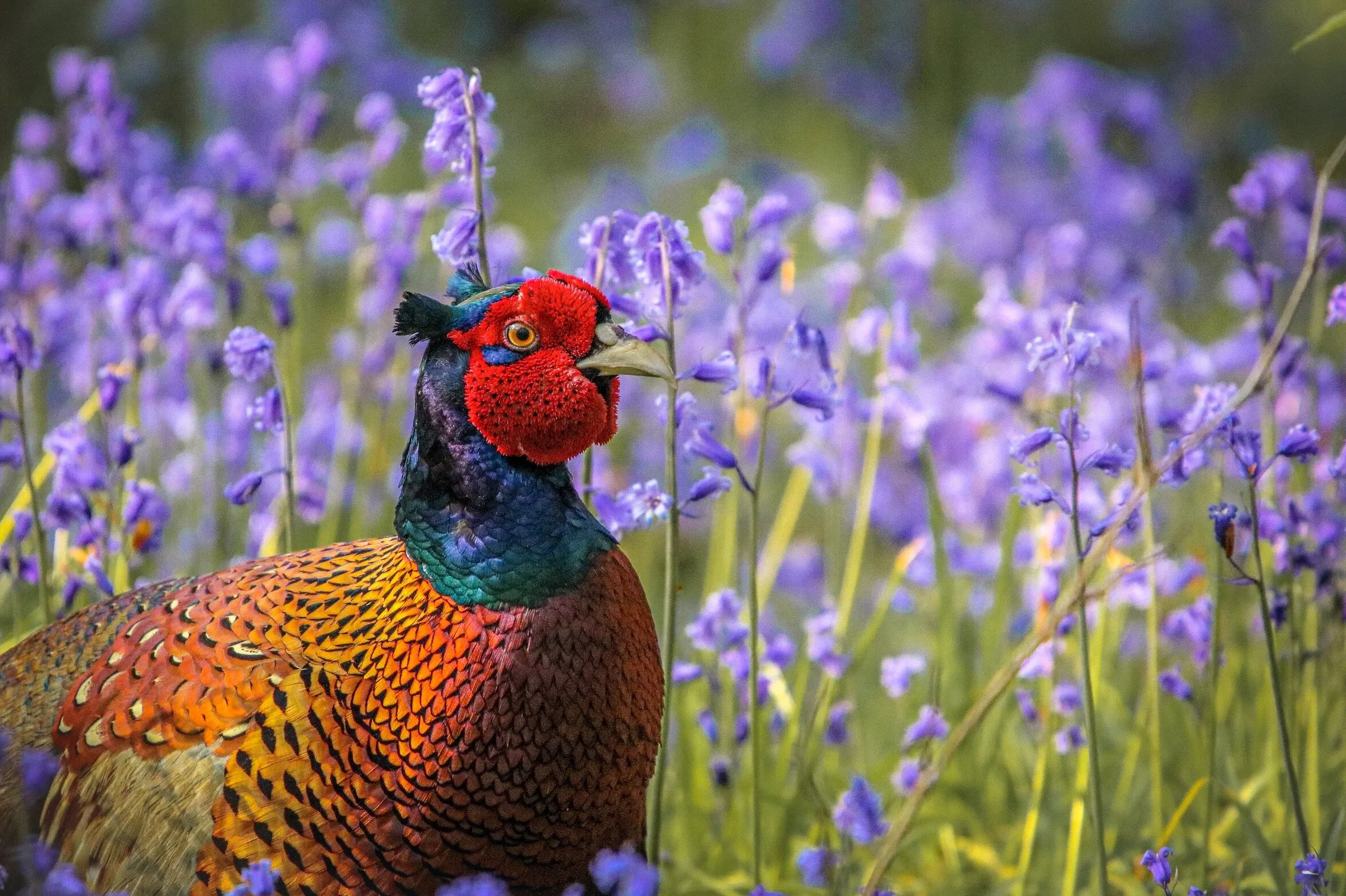 Bluebell Pheasant