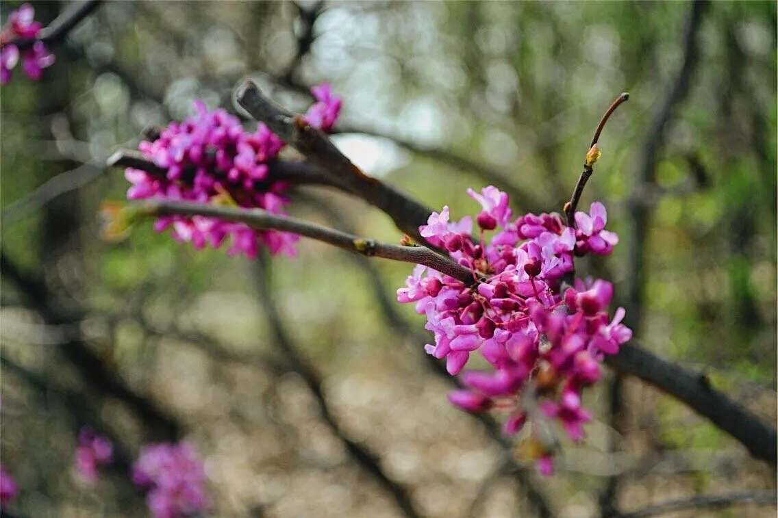 Purple Flowers