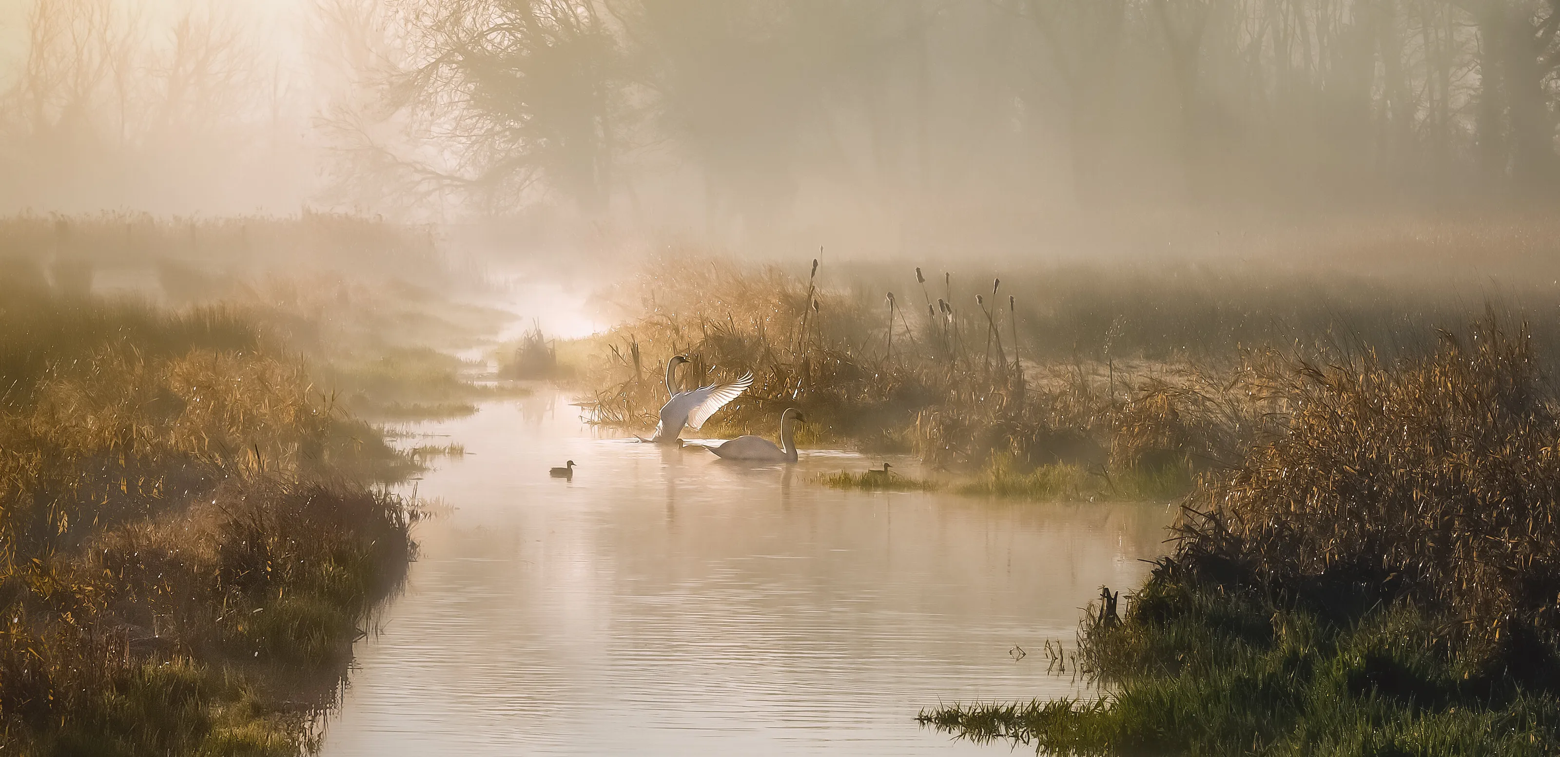 Swan Lake