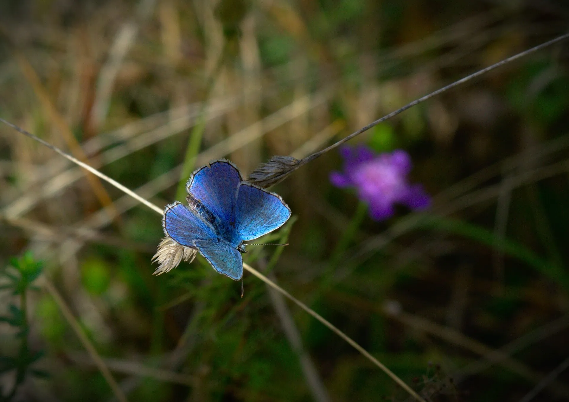 Blue butterfly in a green world