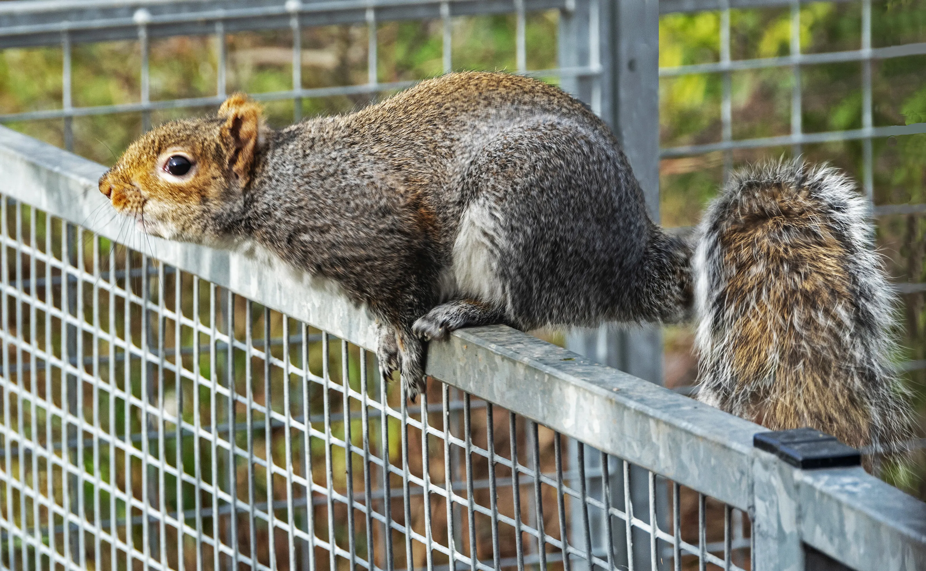 Squirrel Prepared to Leap