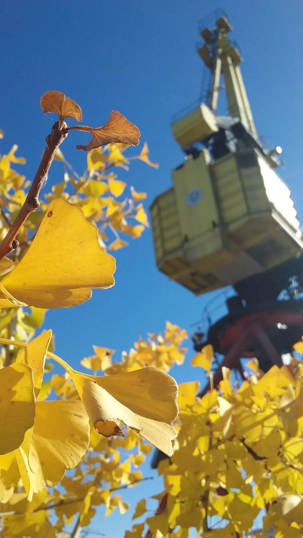 Gingko