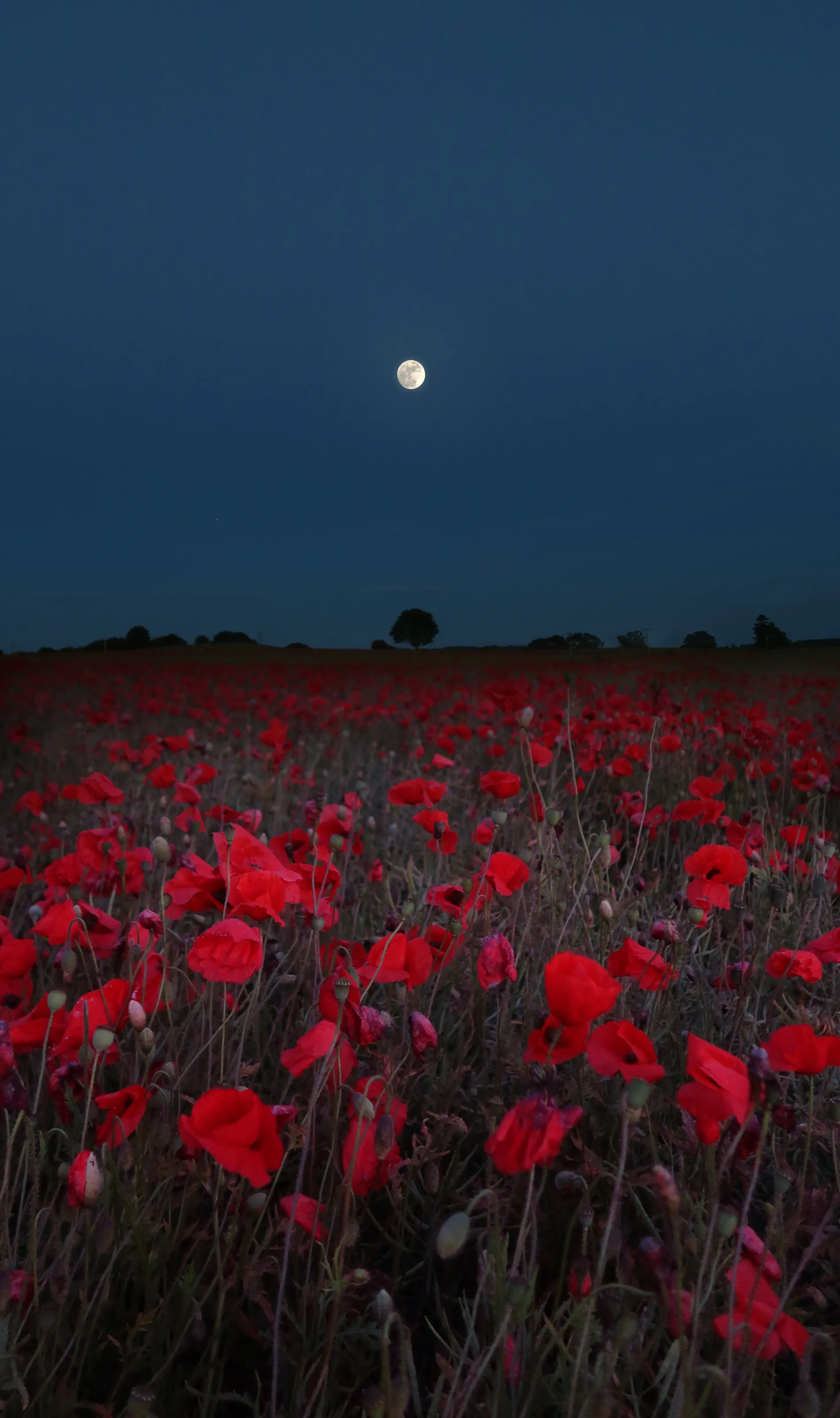 Dancing in the moonlight