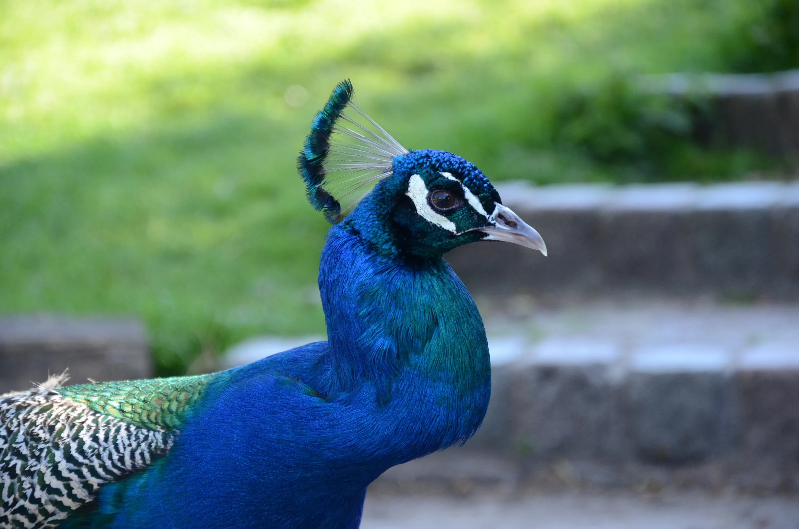 Peacock