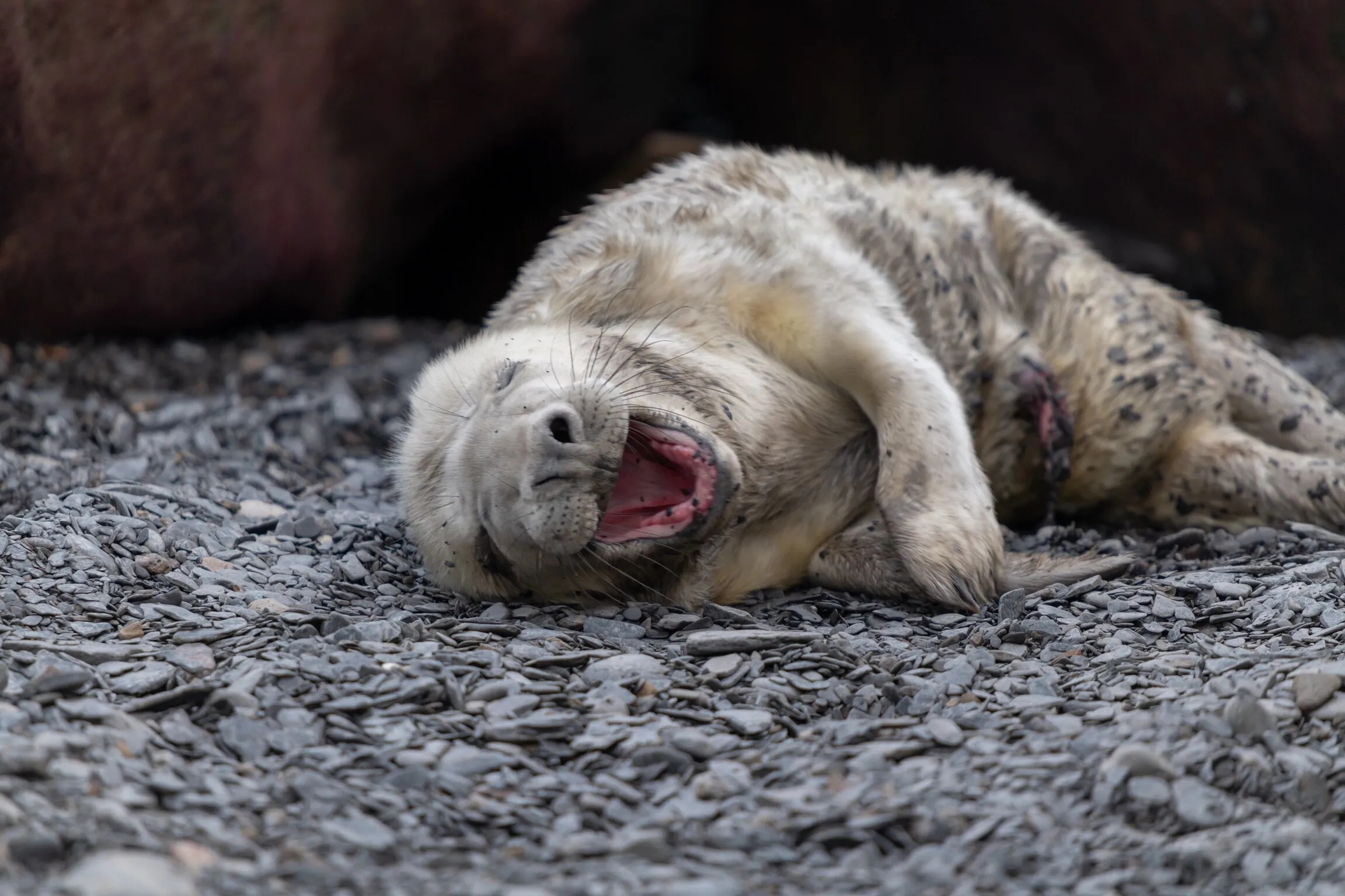 Baby Seal