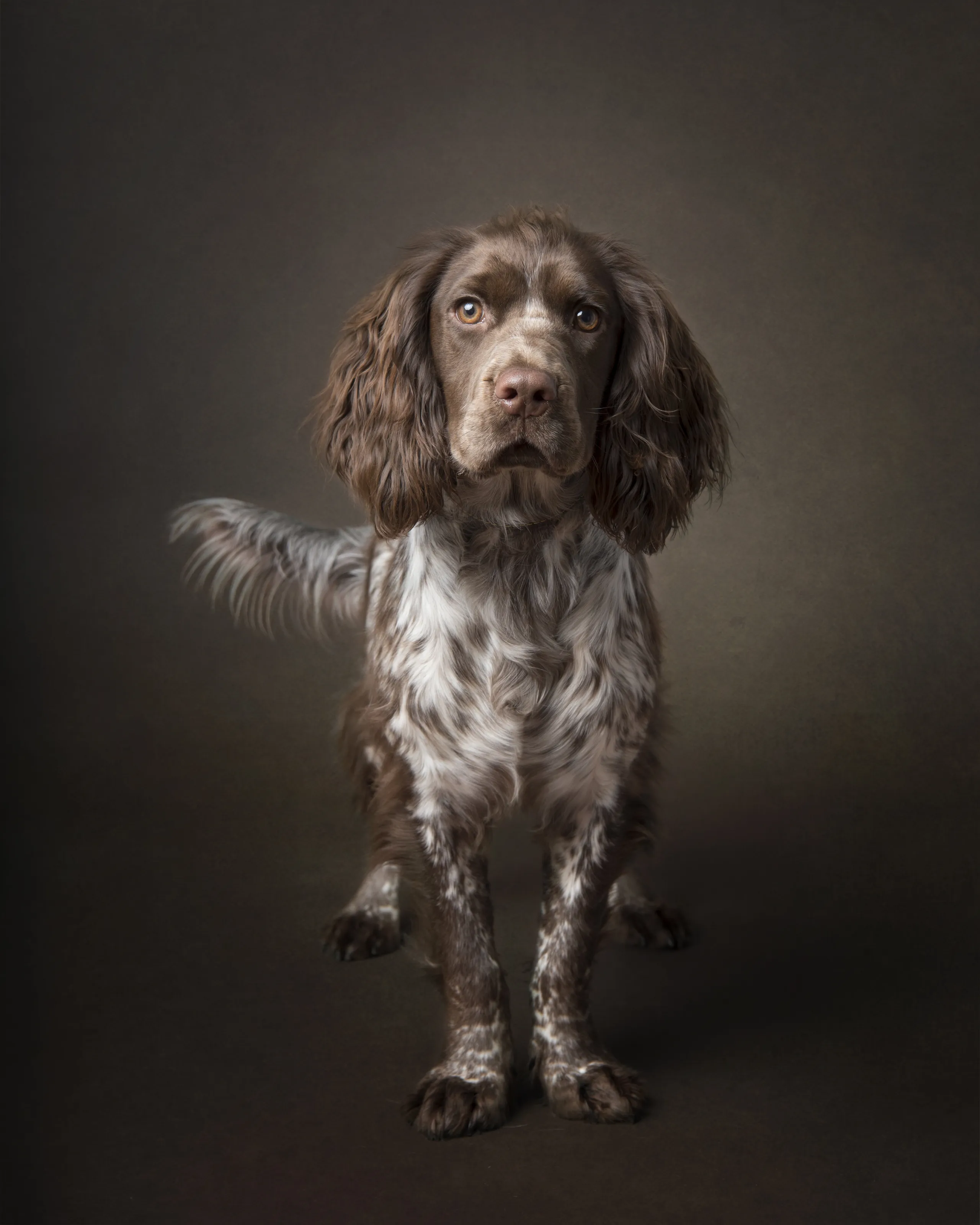 Stan the Cocker Spaniel