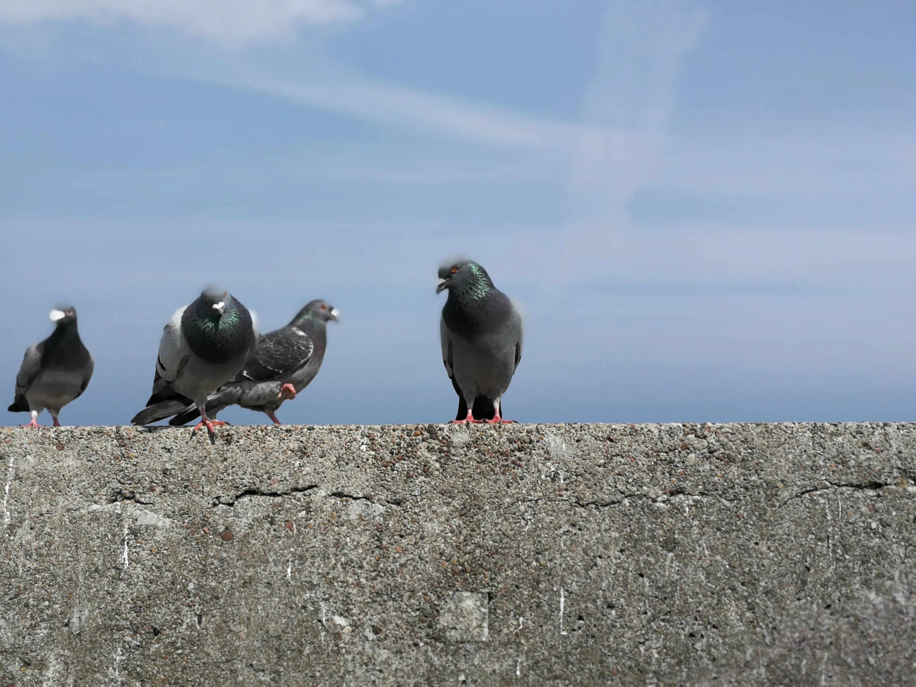 pigeons walk