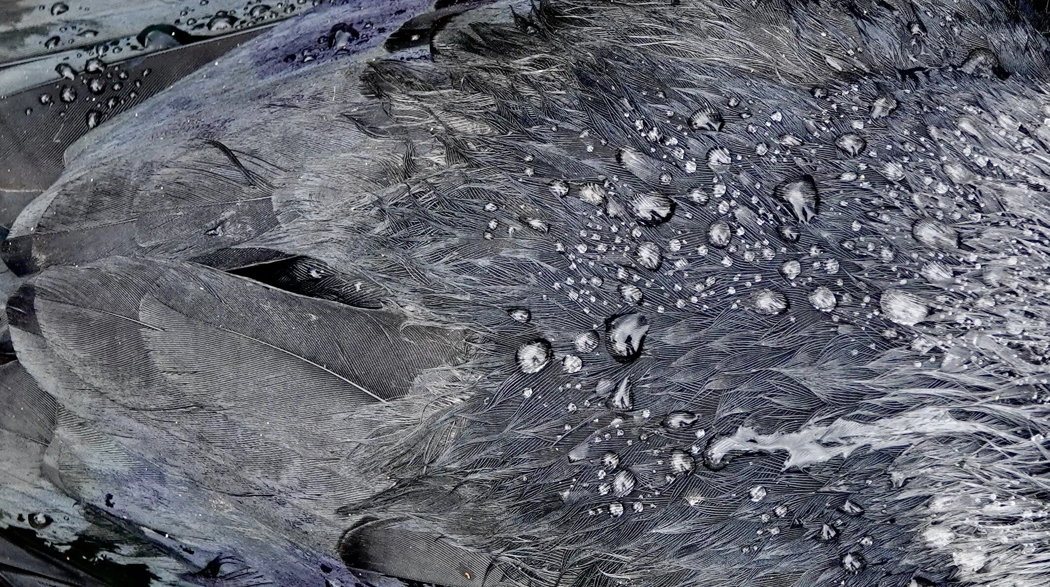 Entry 20613951