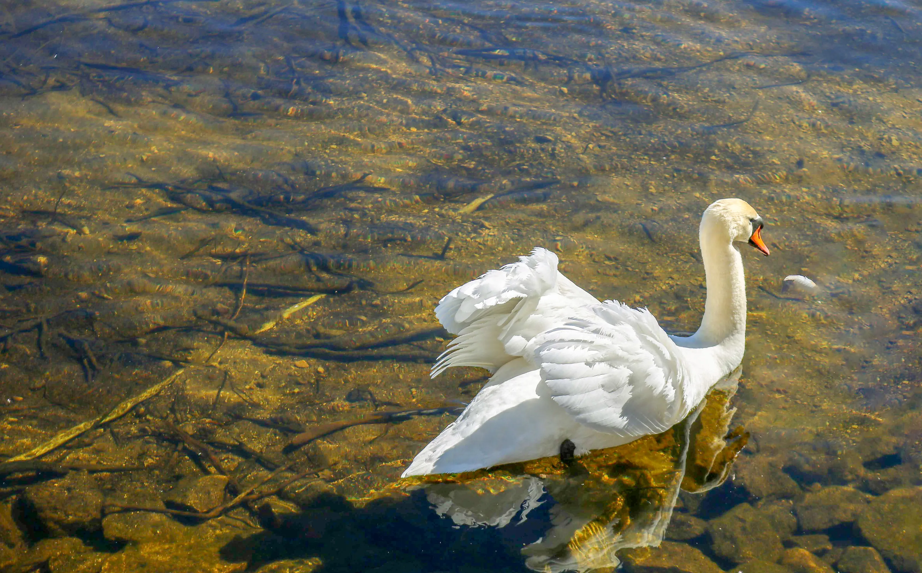 Winter Swan