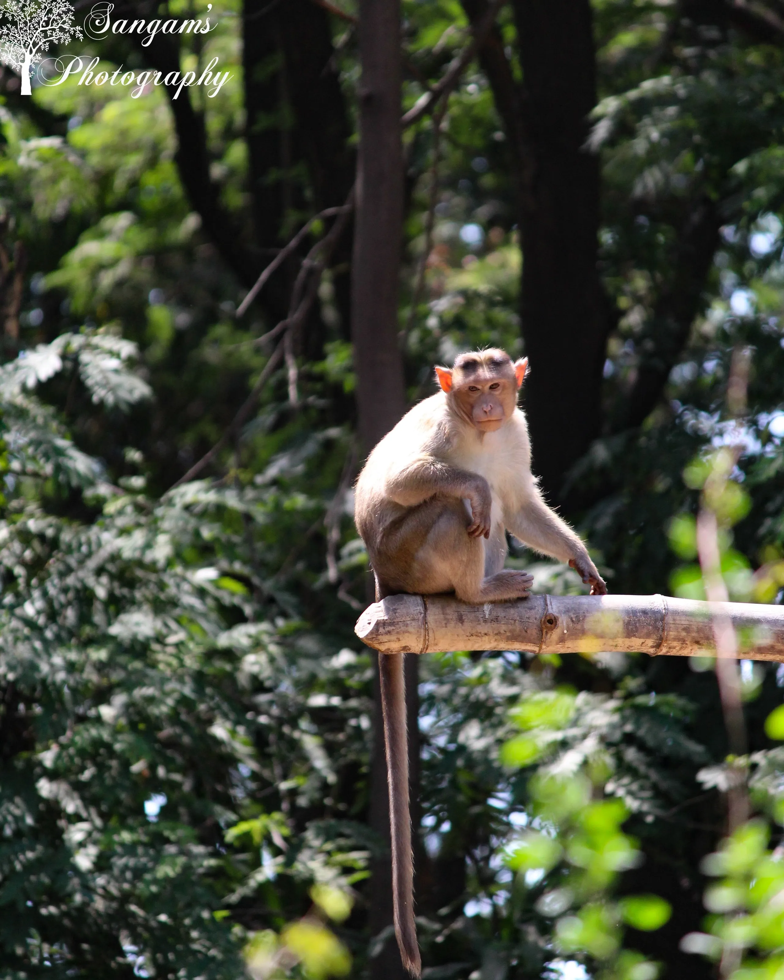 Rhesusmonkey