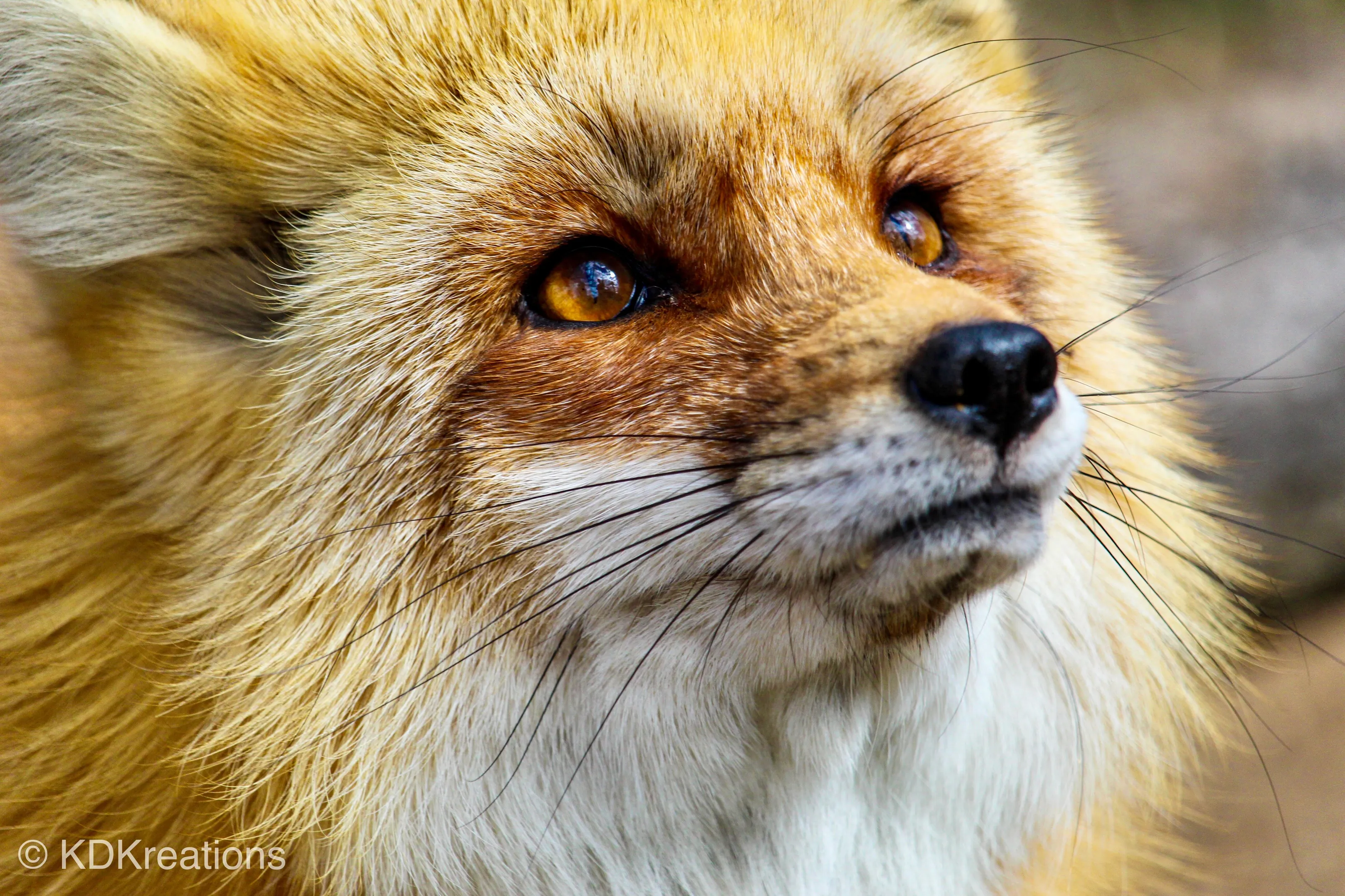 Little Red Fox