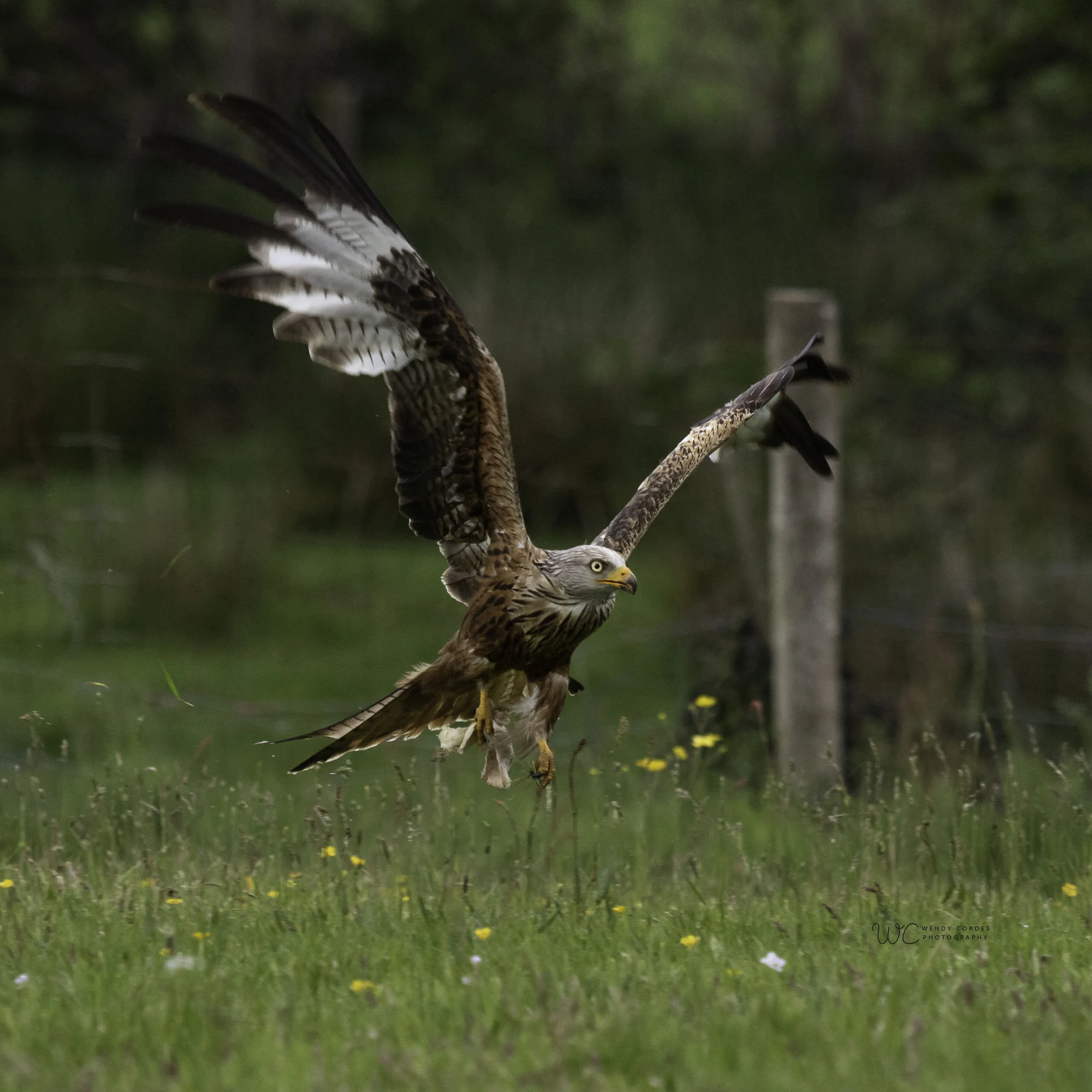 Red Kite