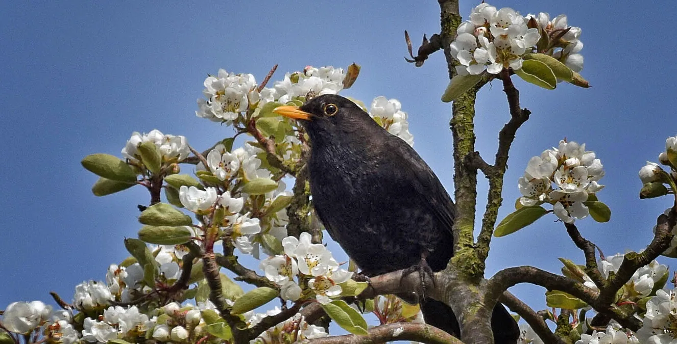 Blackbird in Pear Tree Blossom