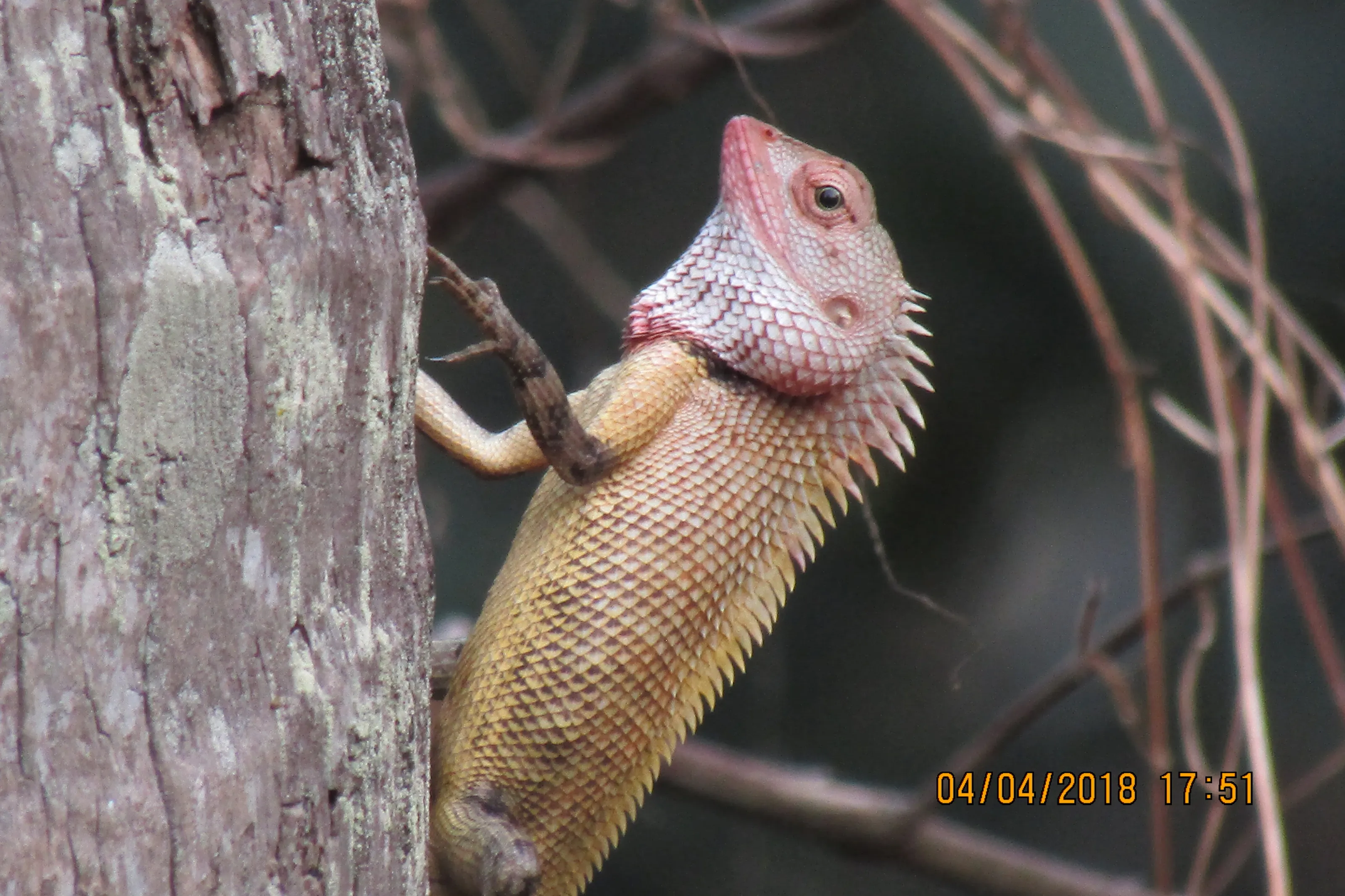Chameleon climbing a tree.