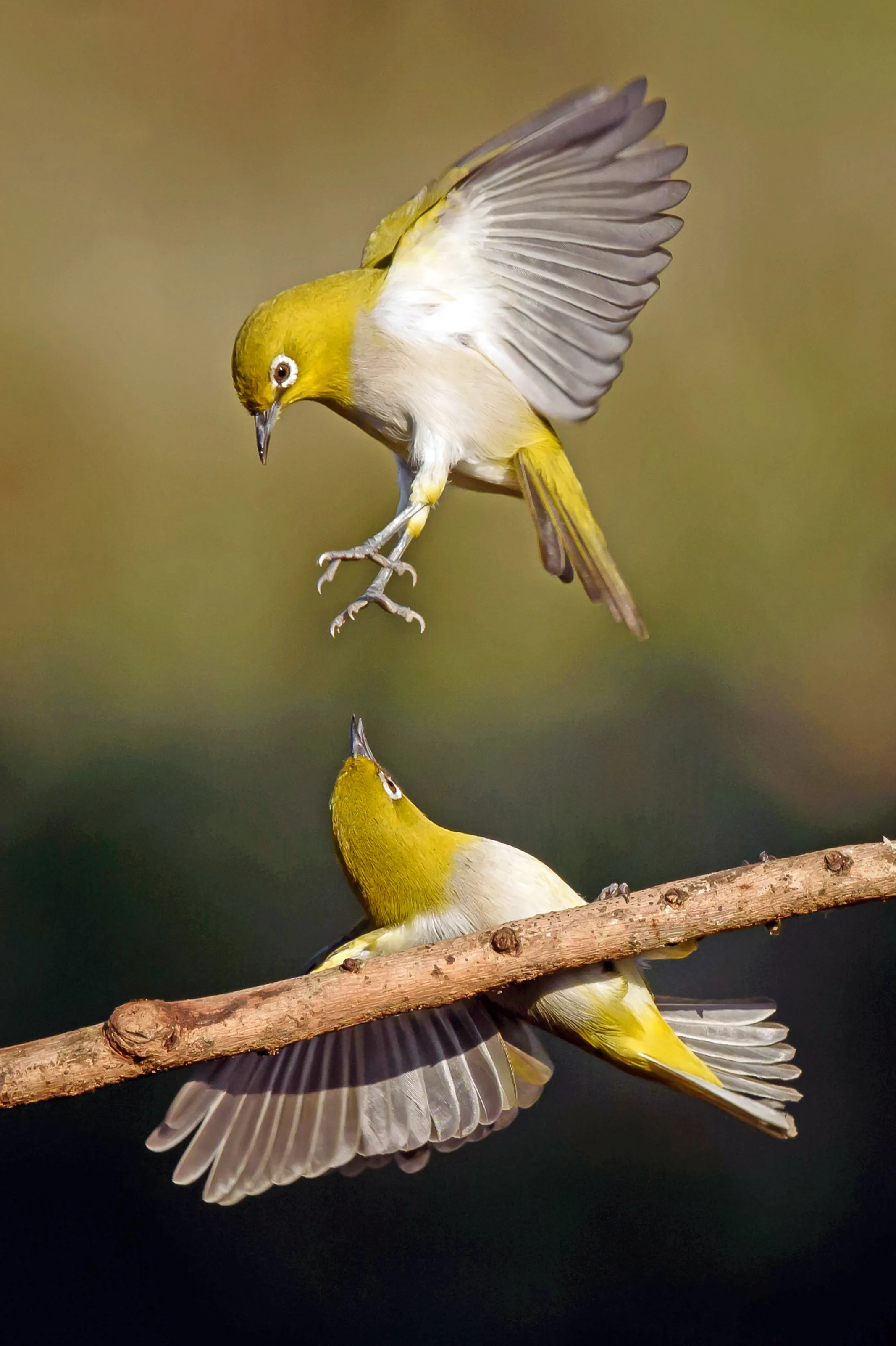 An Aerial Attack