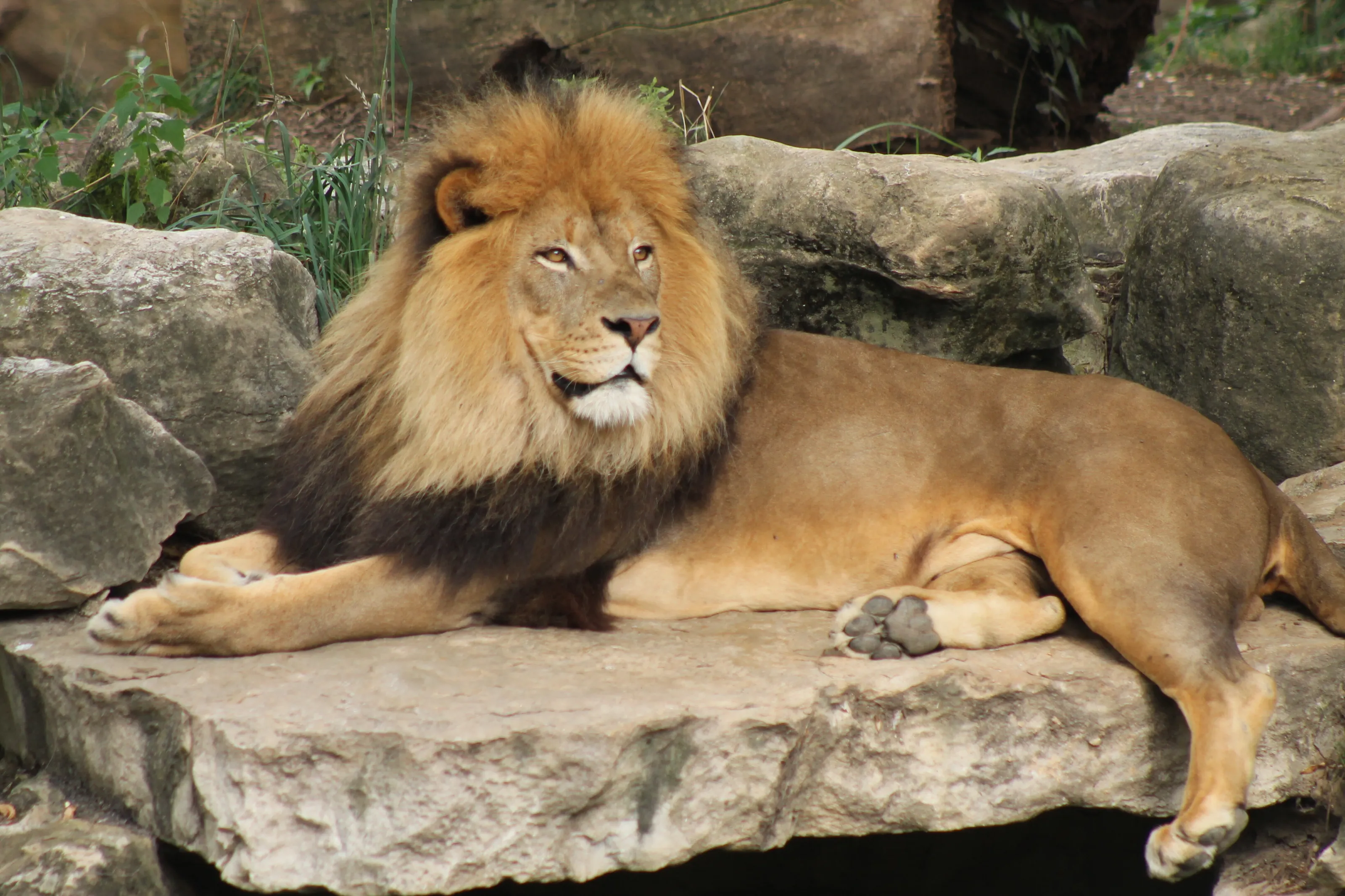 Aslan