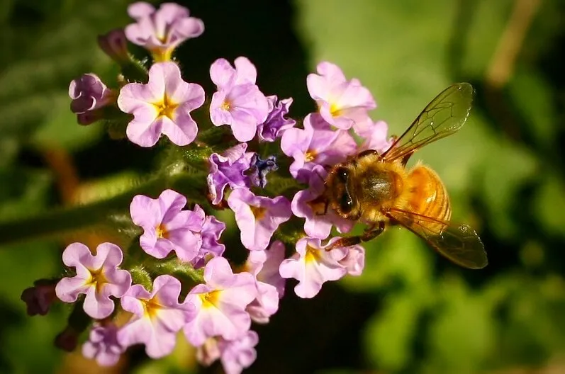 Honey bee