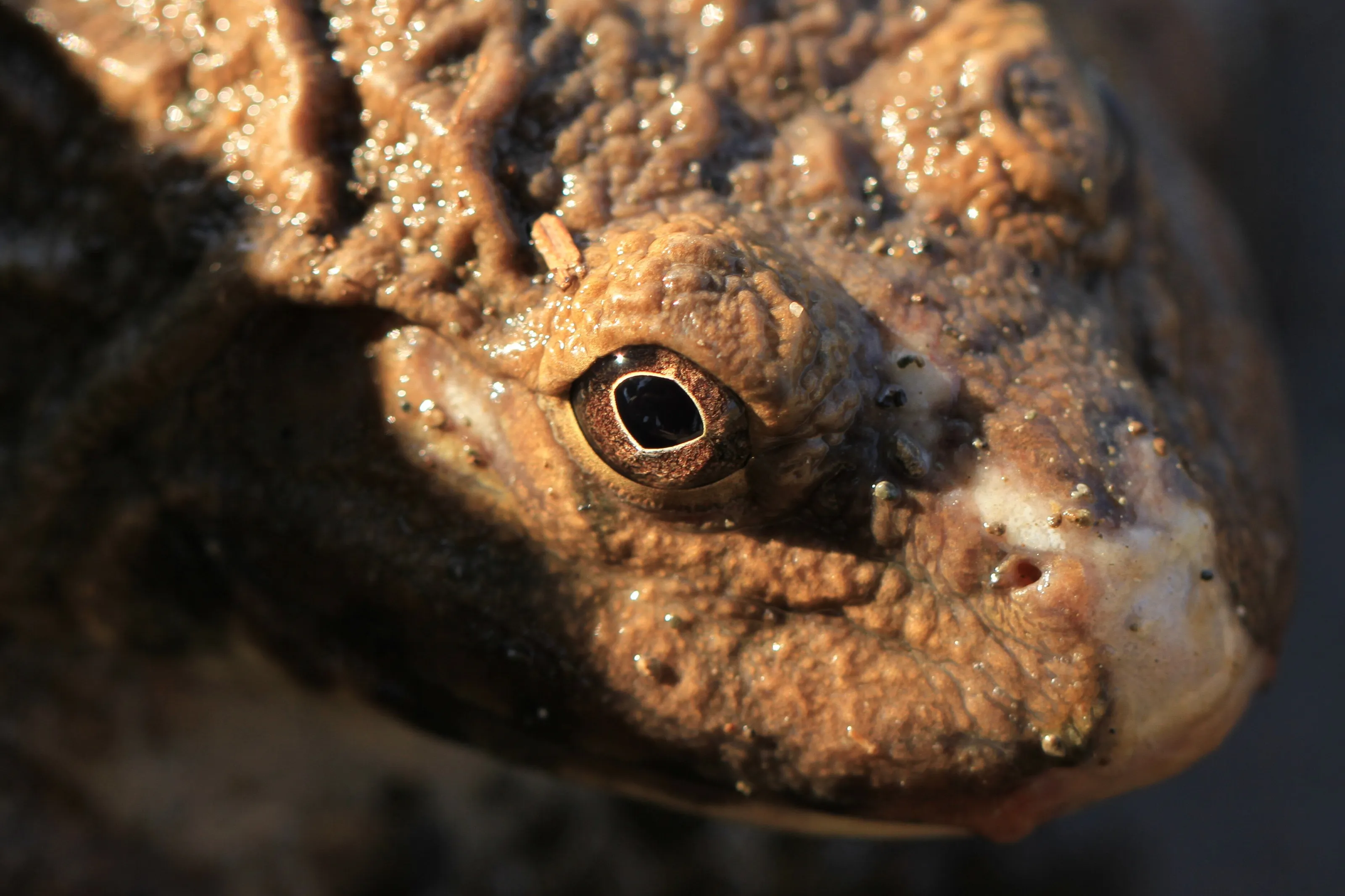 Frog's eye