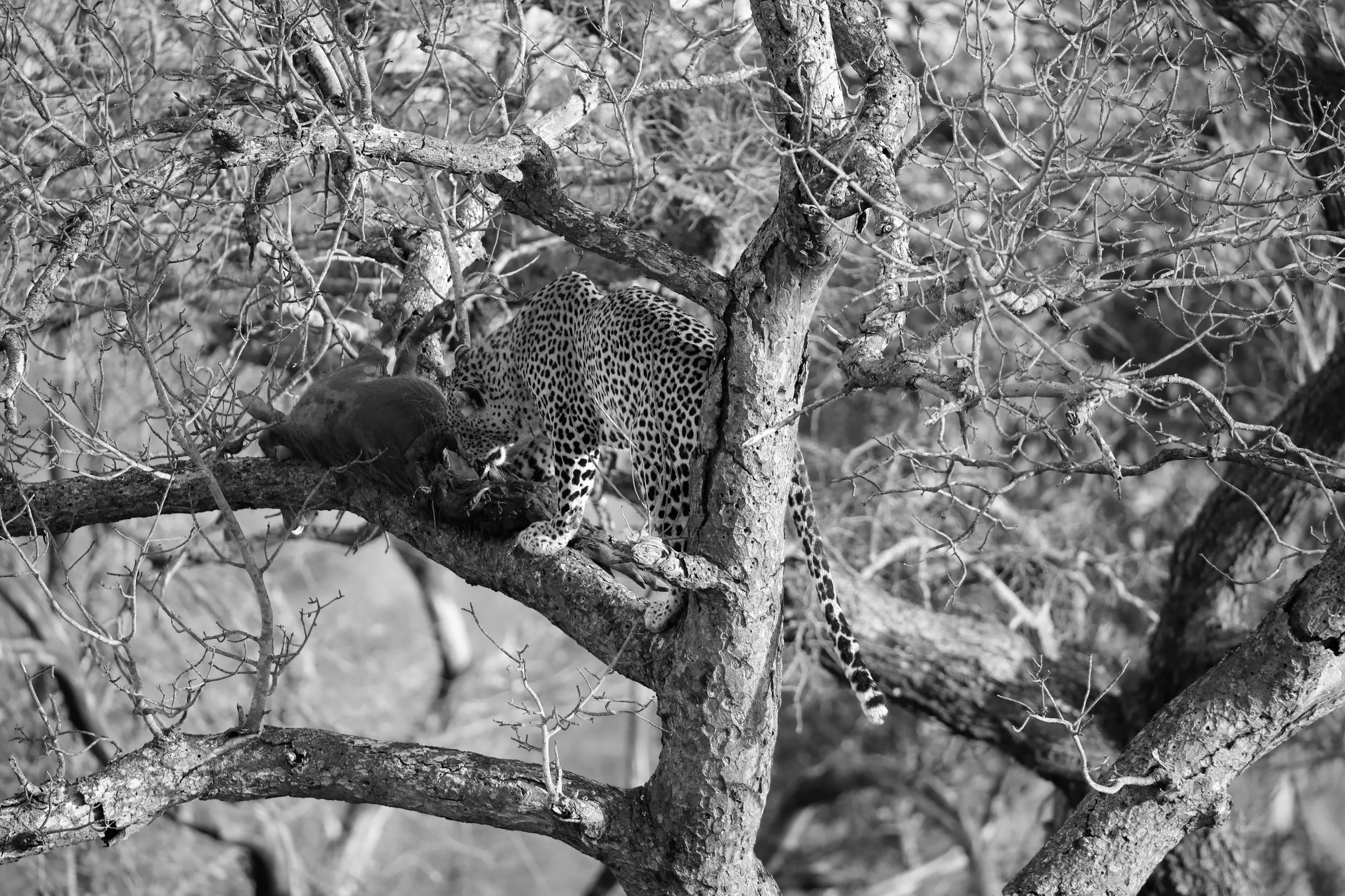 Leopard with warthog up tree