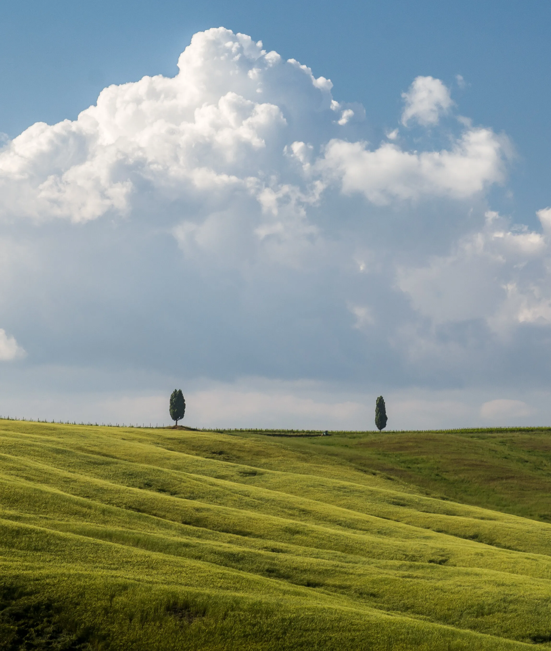 Two Trees, Tuscany
