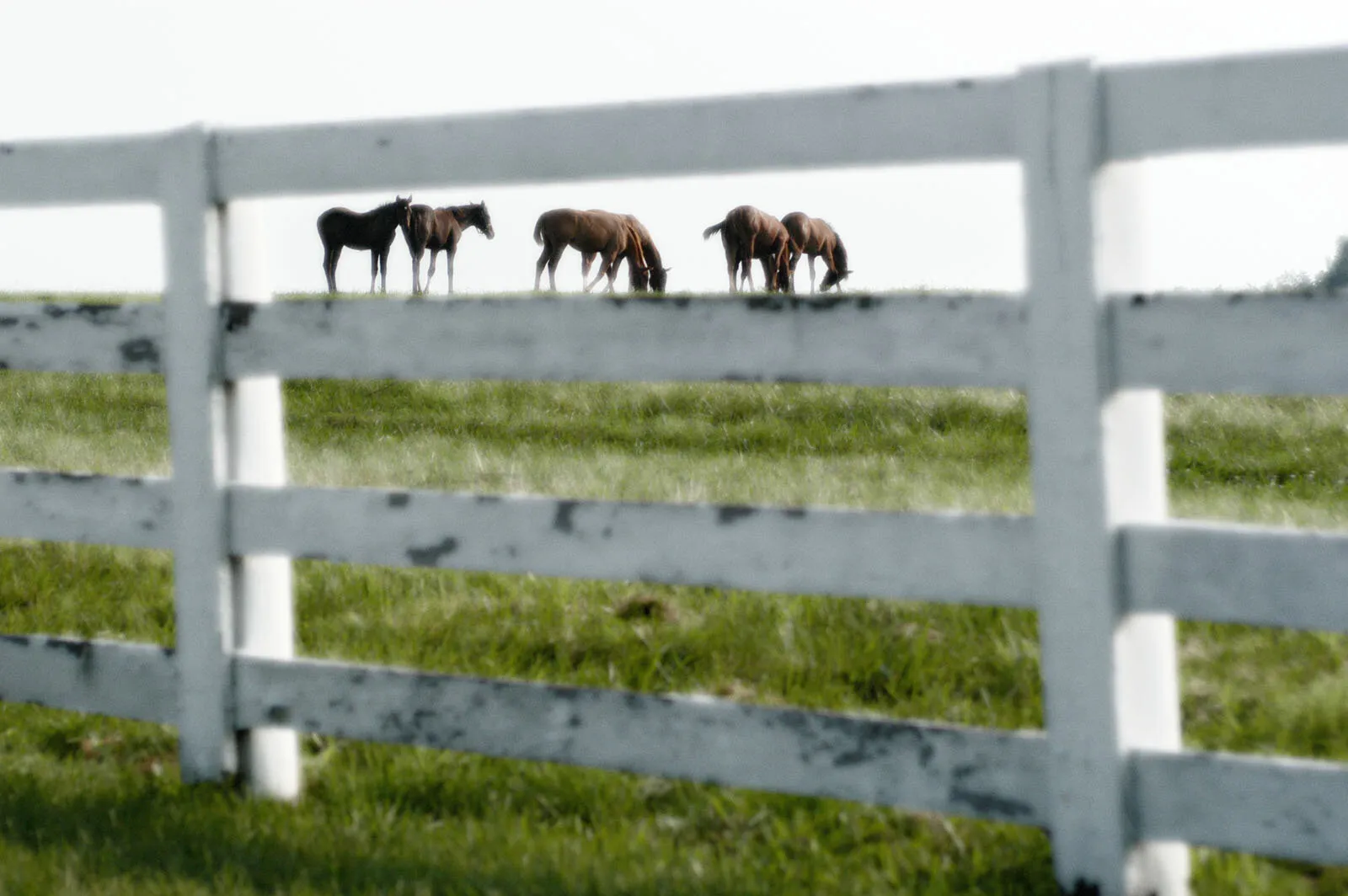 Kentucky Horses