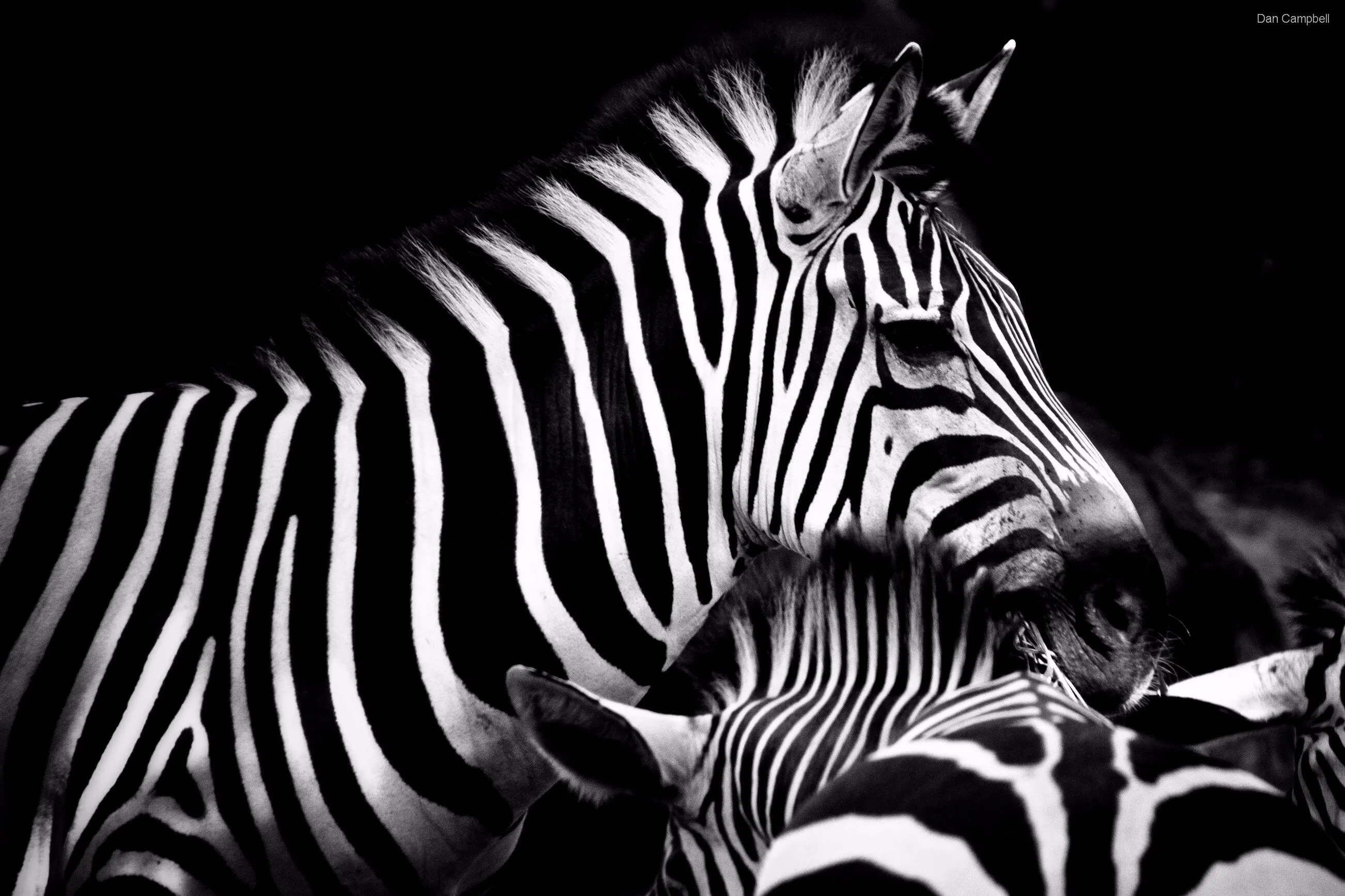 Stripes