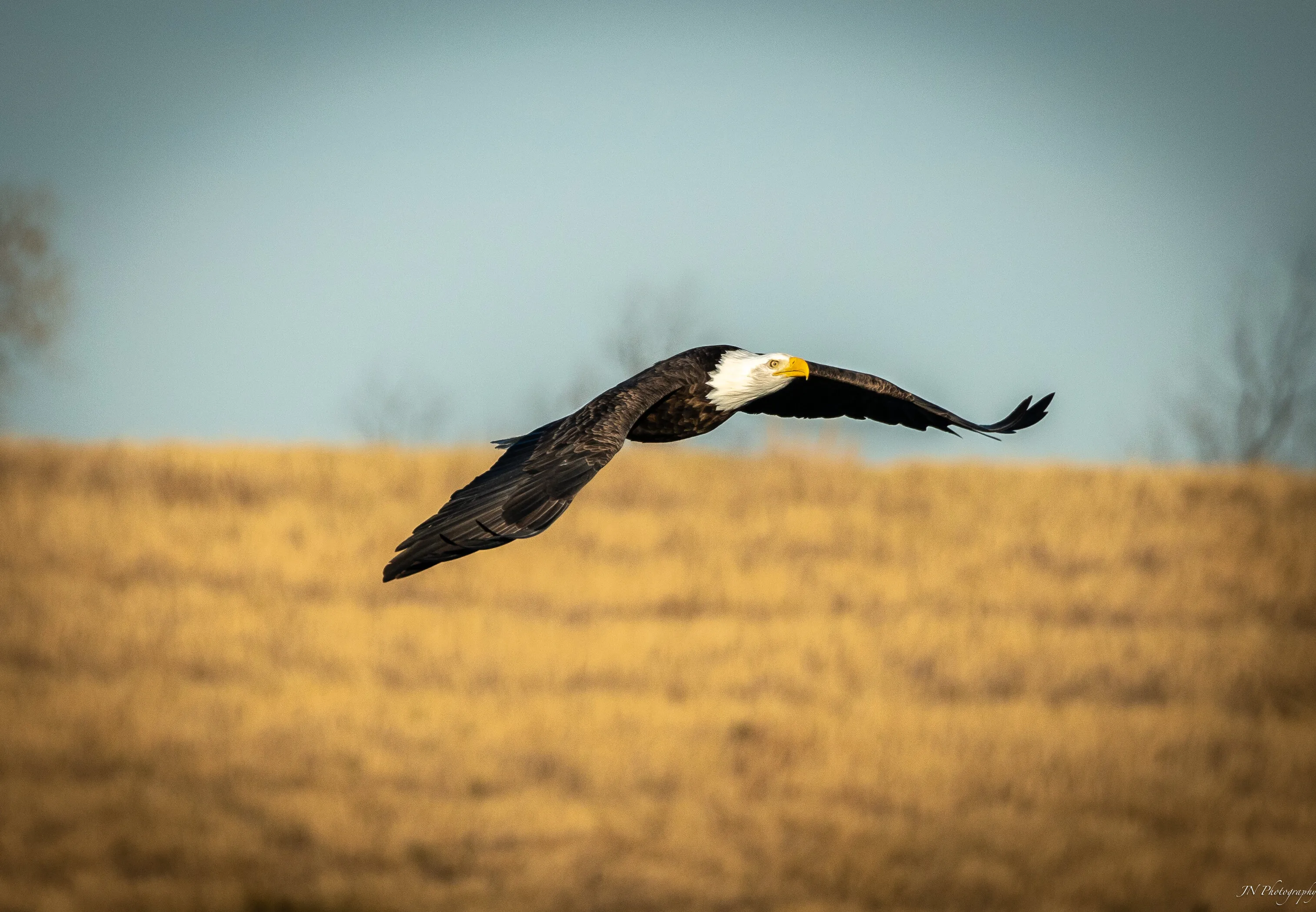 Bald Eagle soaring in North Texas