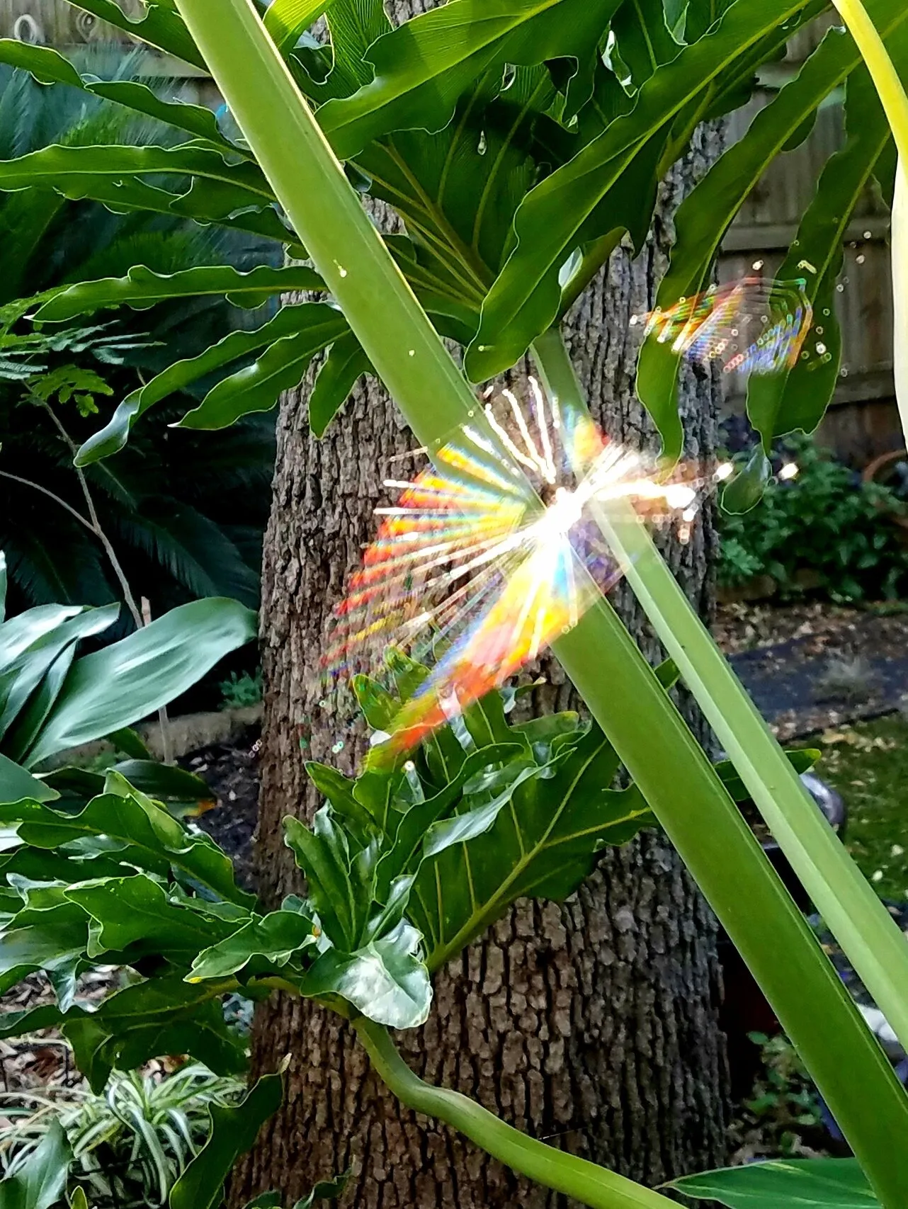 Prismatic Spierweb
