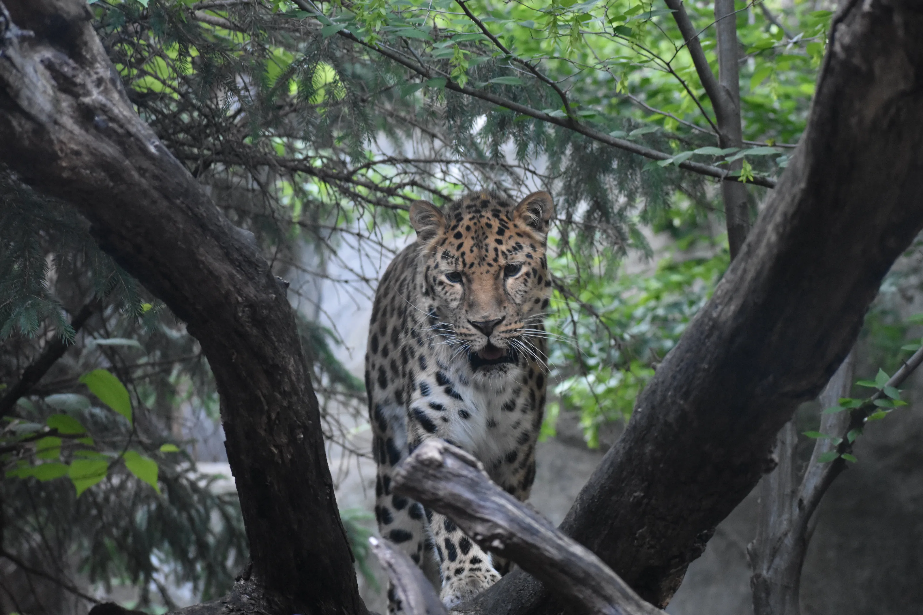 Leopard Walking