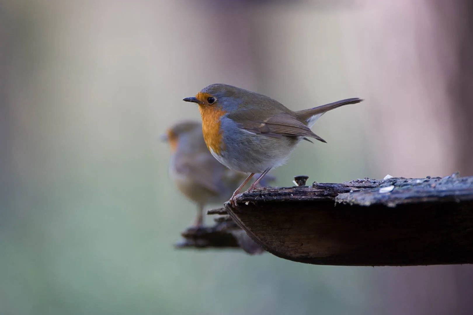 Winter Robins