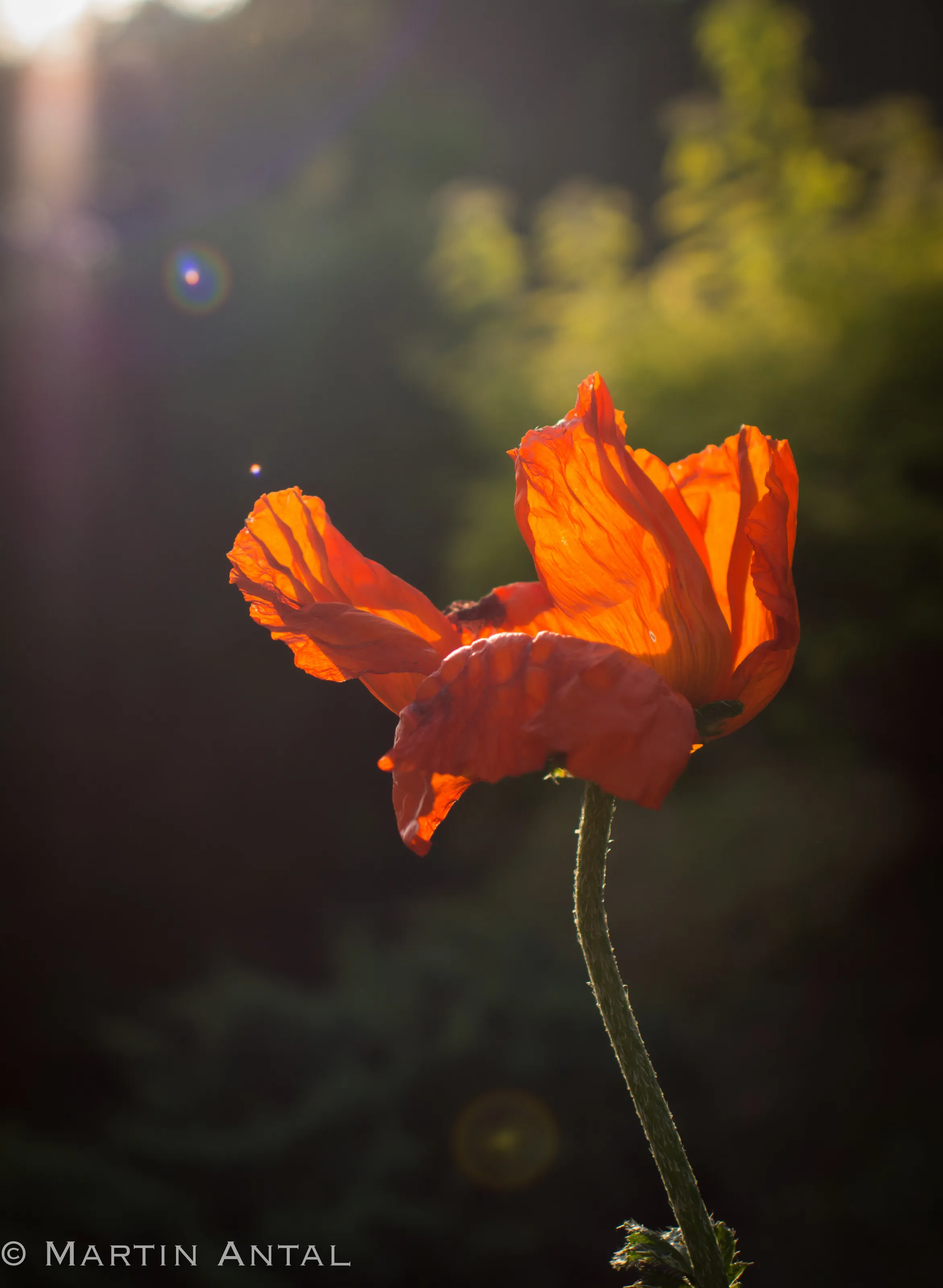 Wild dance in setting sun...