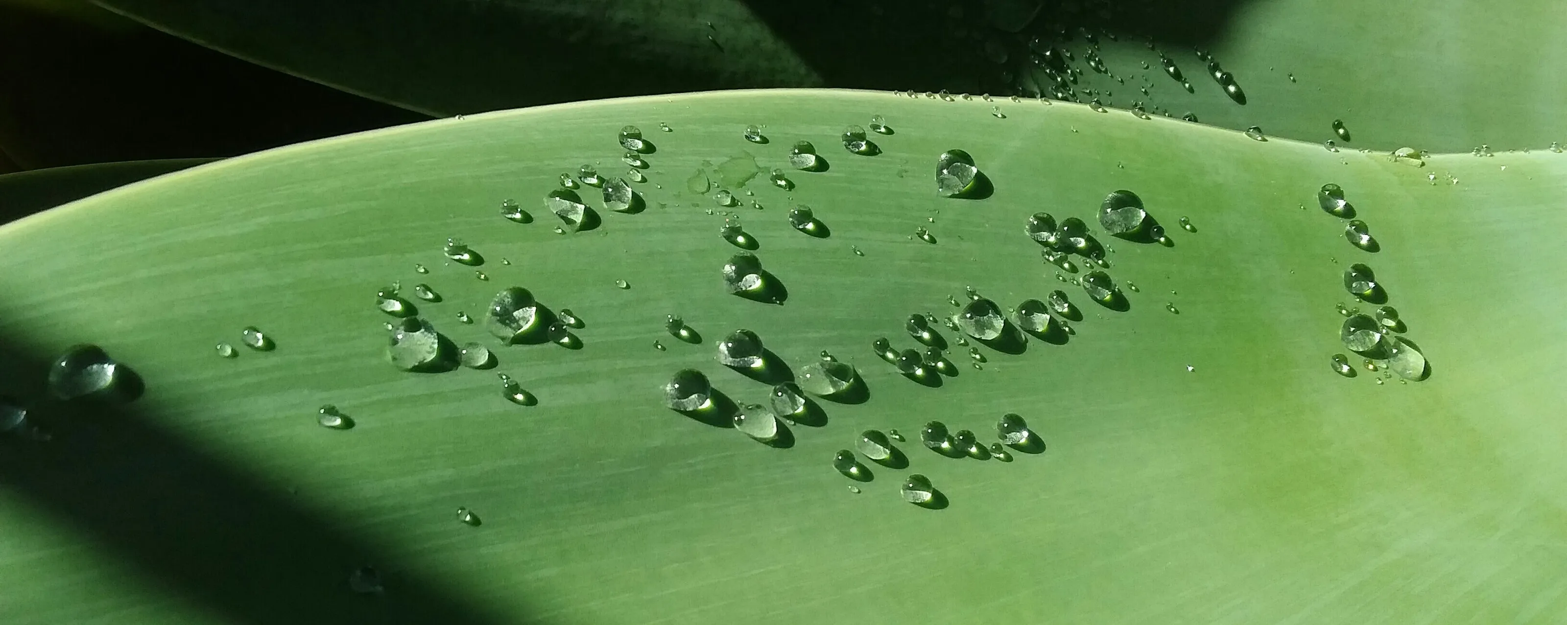 Water drops