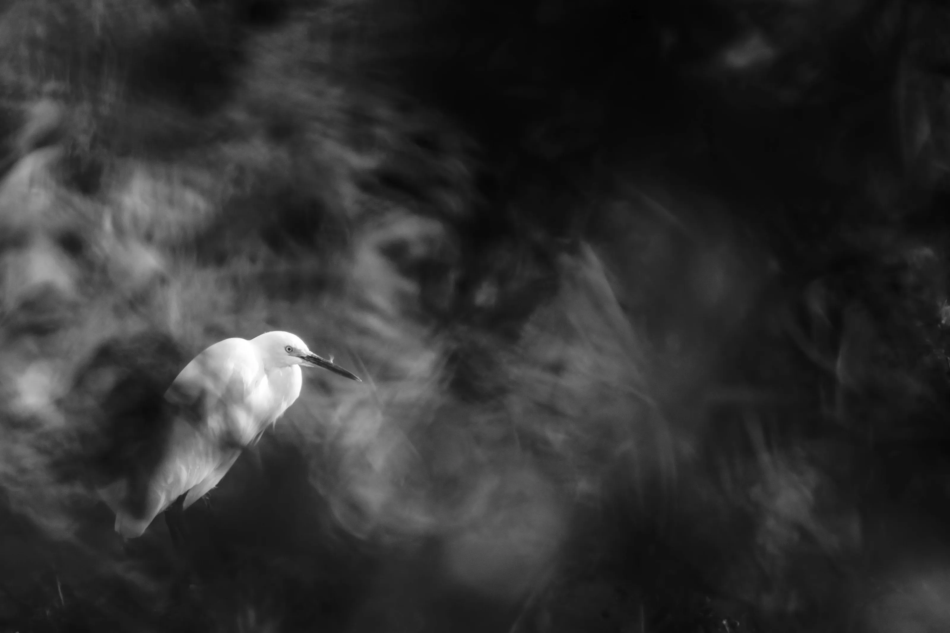 Little Egret Cuckmere