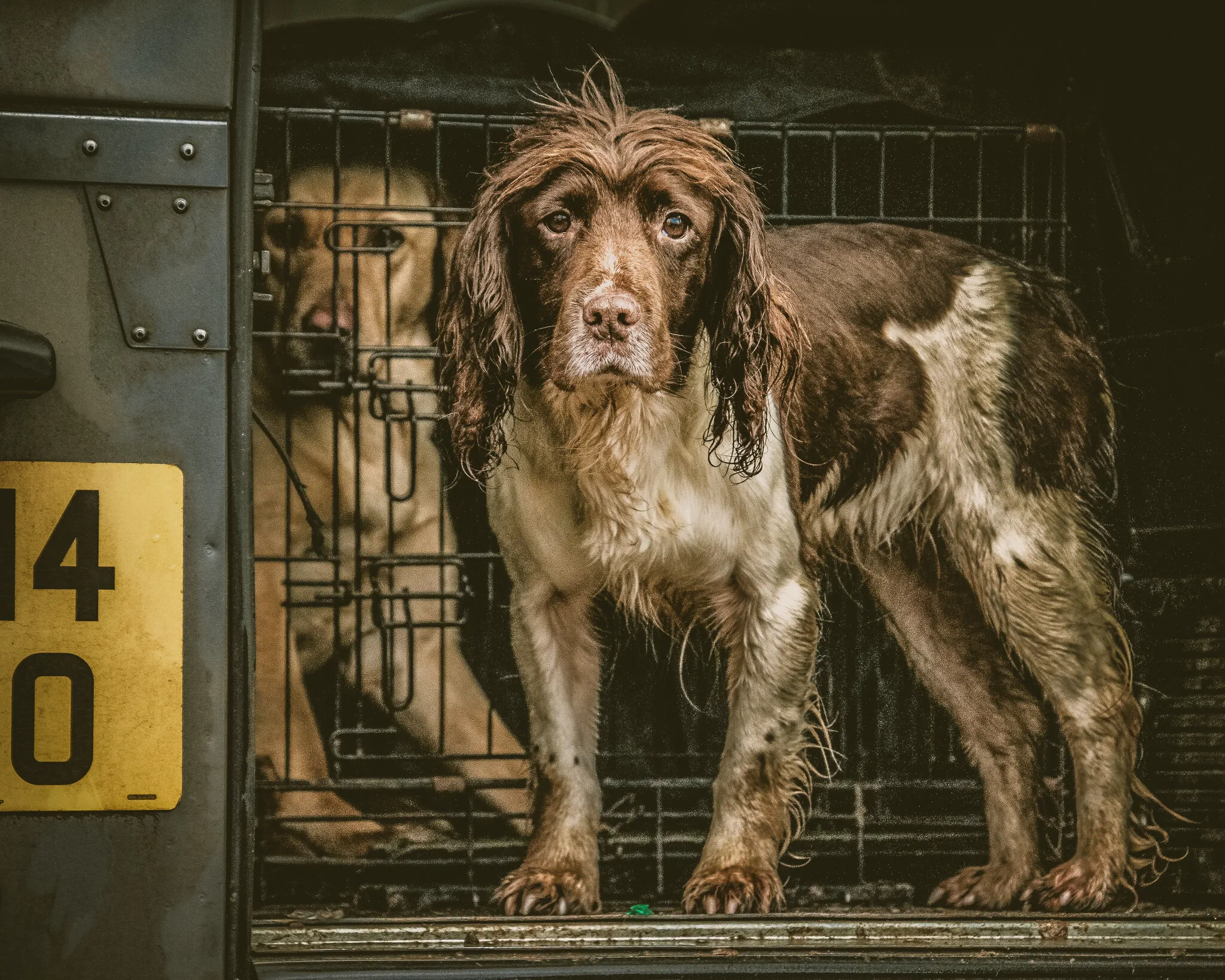 Working Spaniel