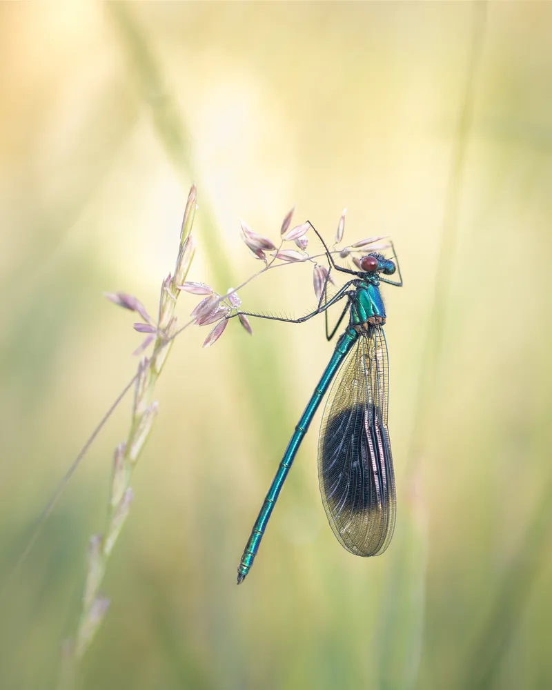 Delicate