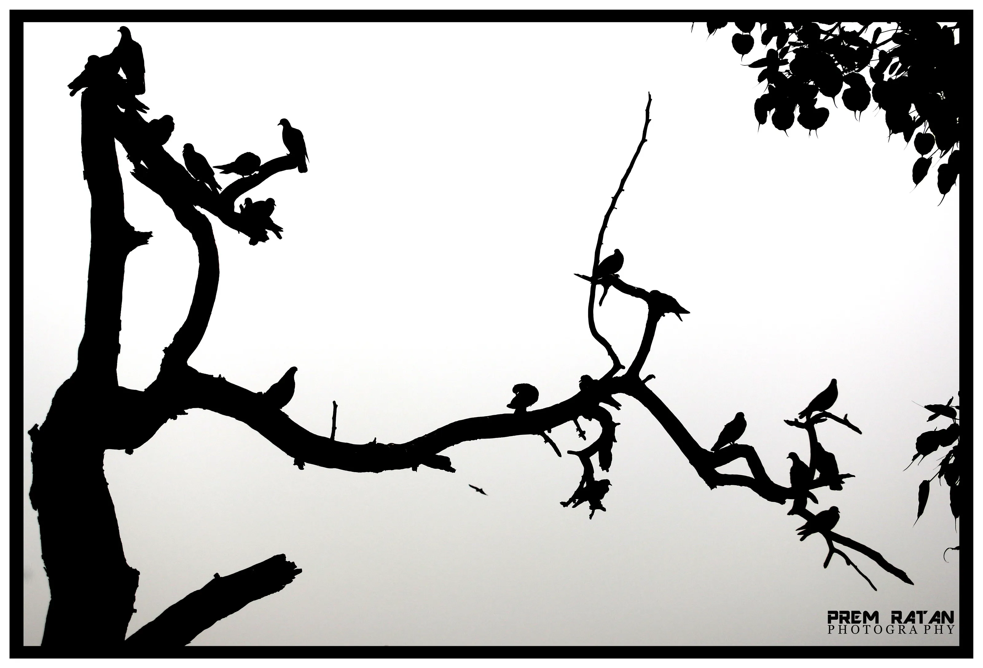 branch birds