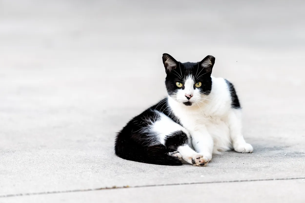 Entry 5370801