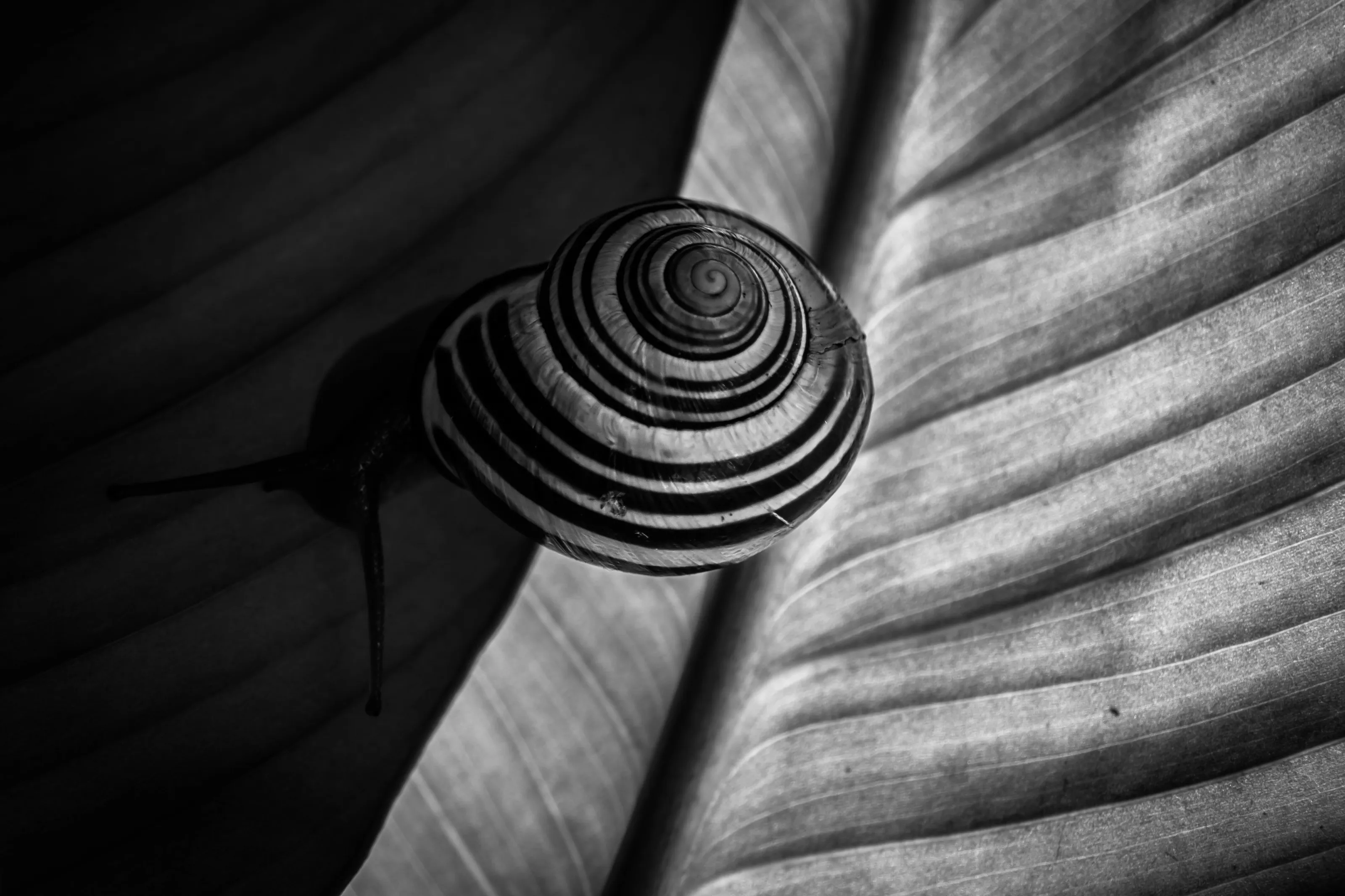 Snail Camouflage