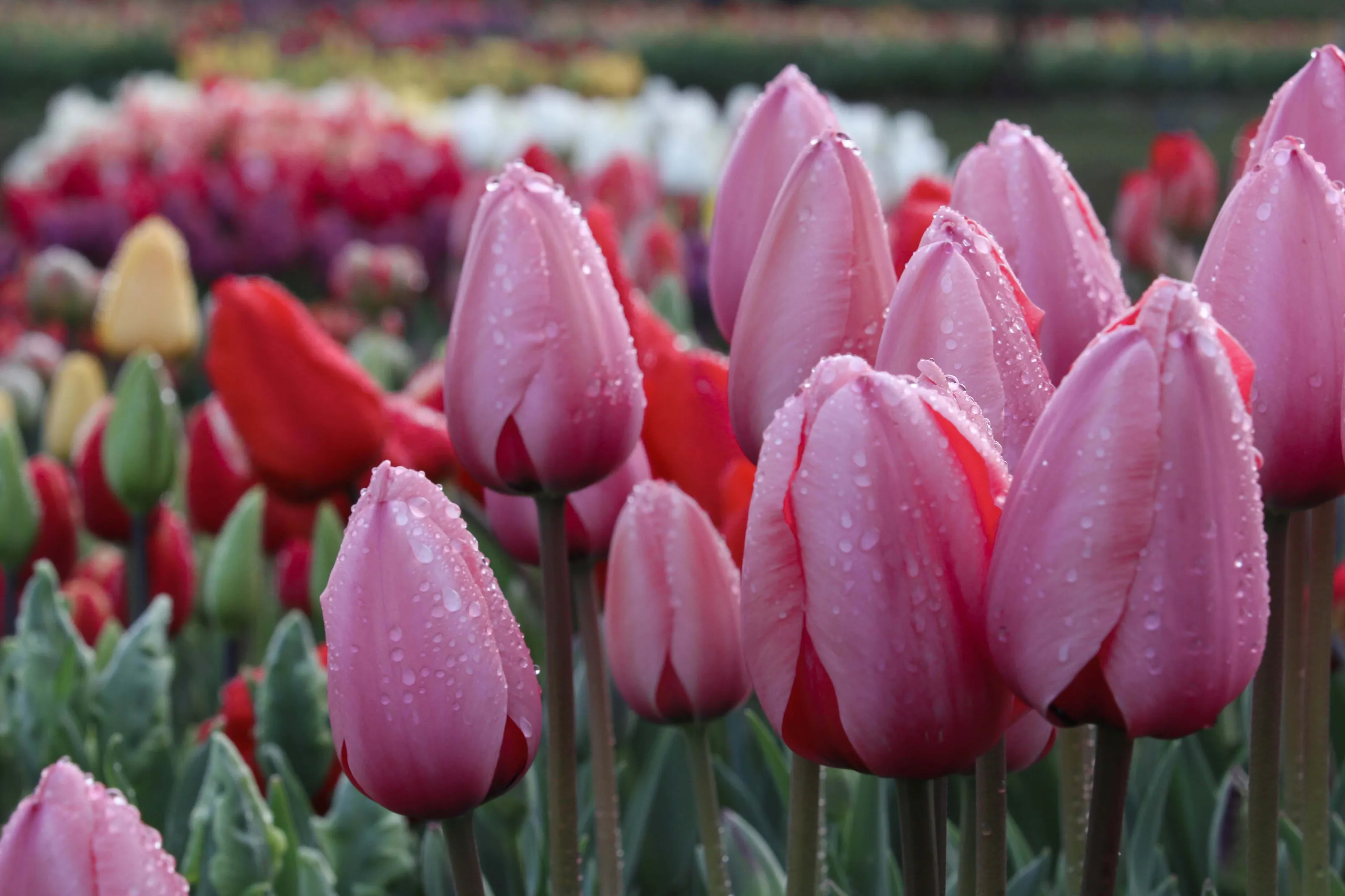 Tulips