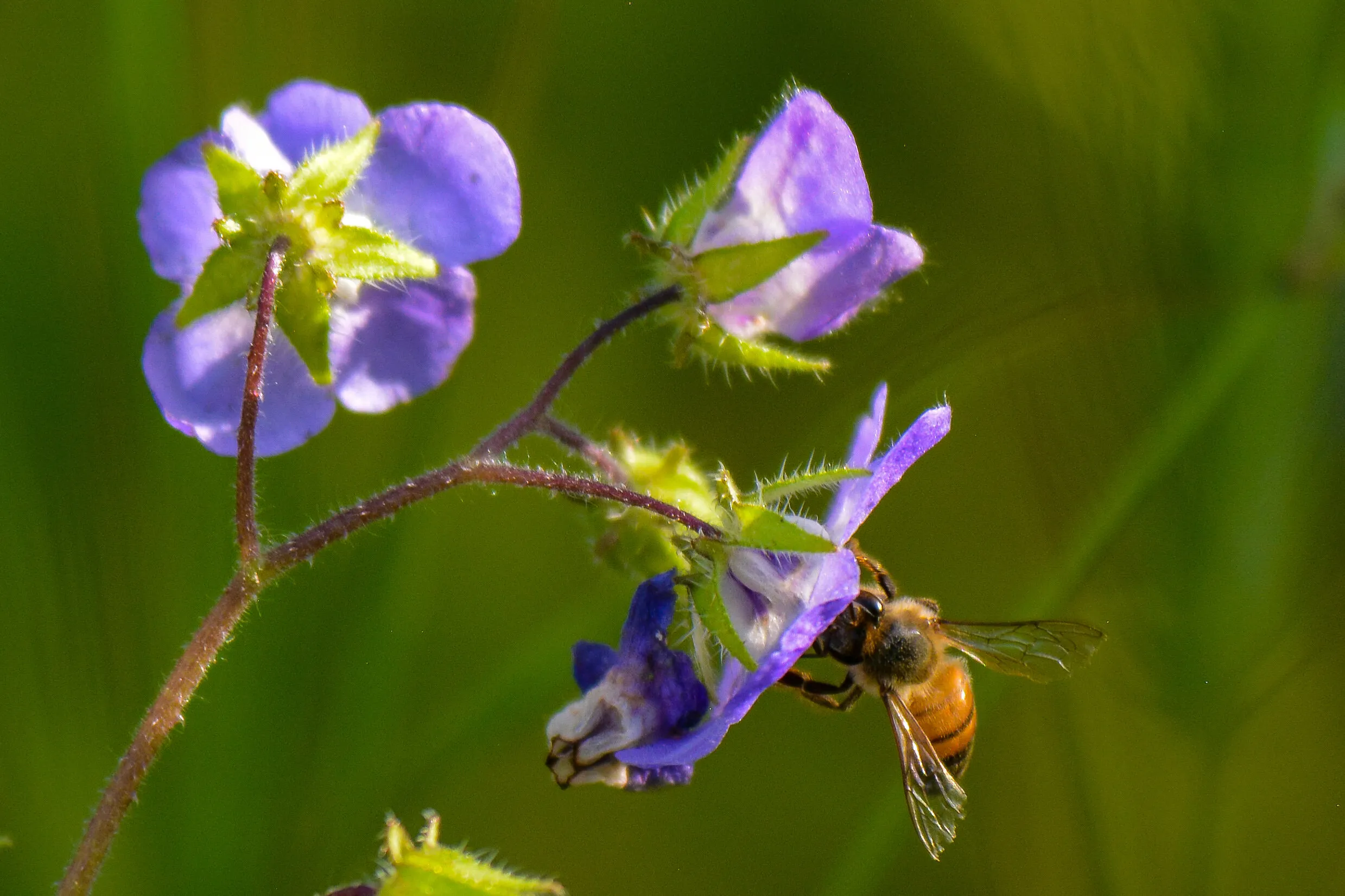 Bee in the spring