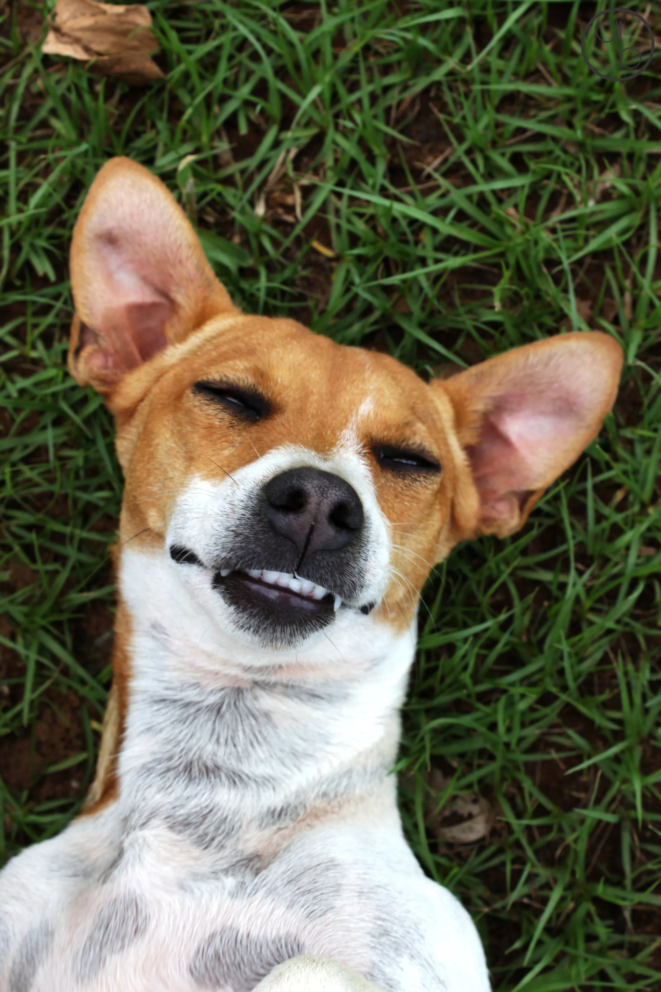 A Dog's life
