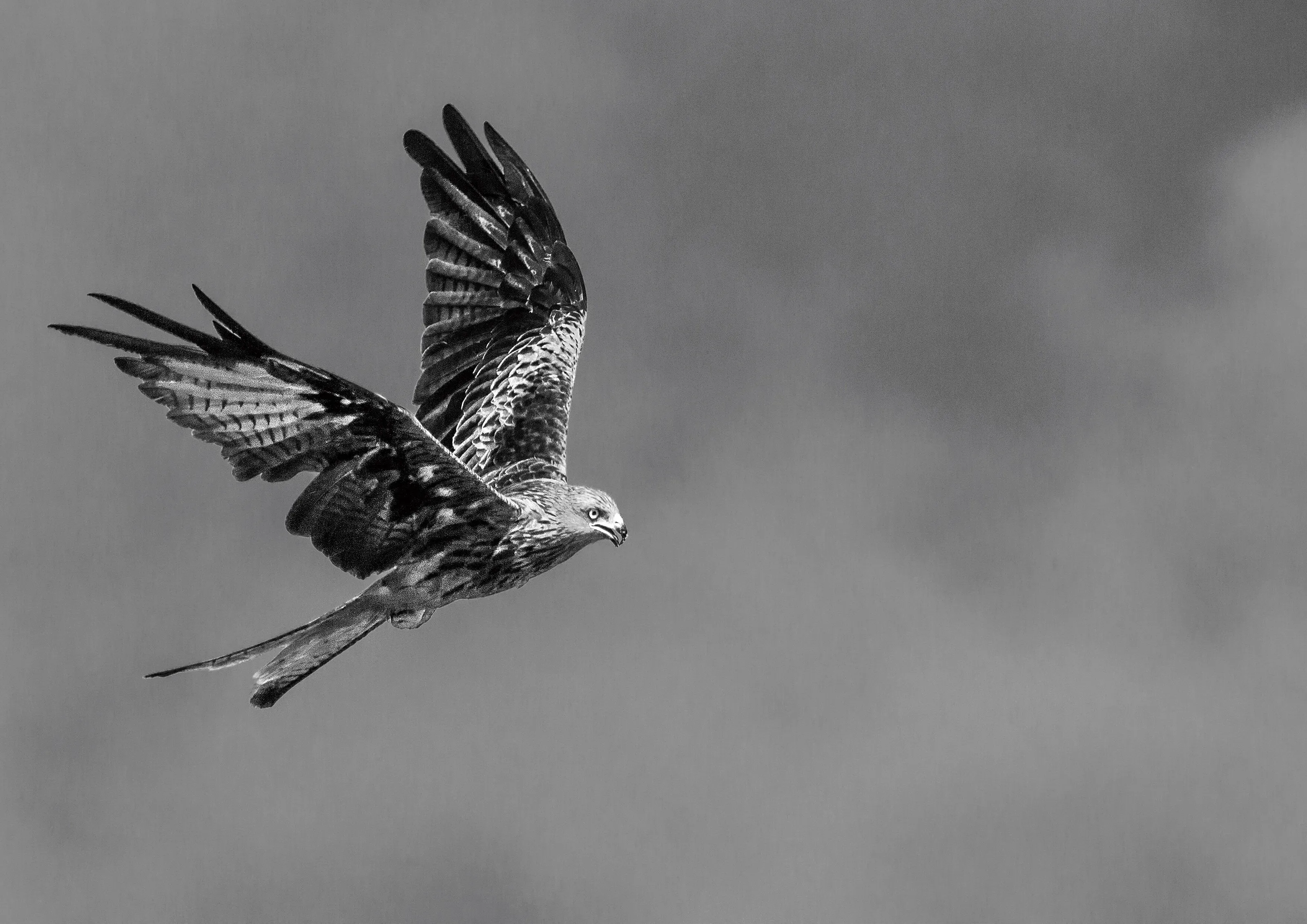 Red Kite