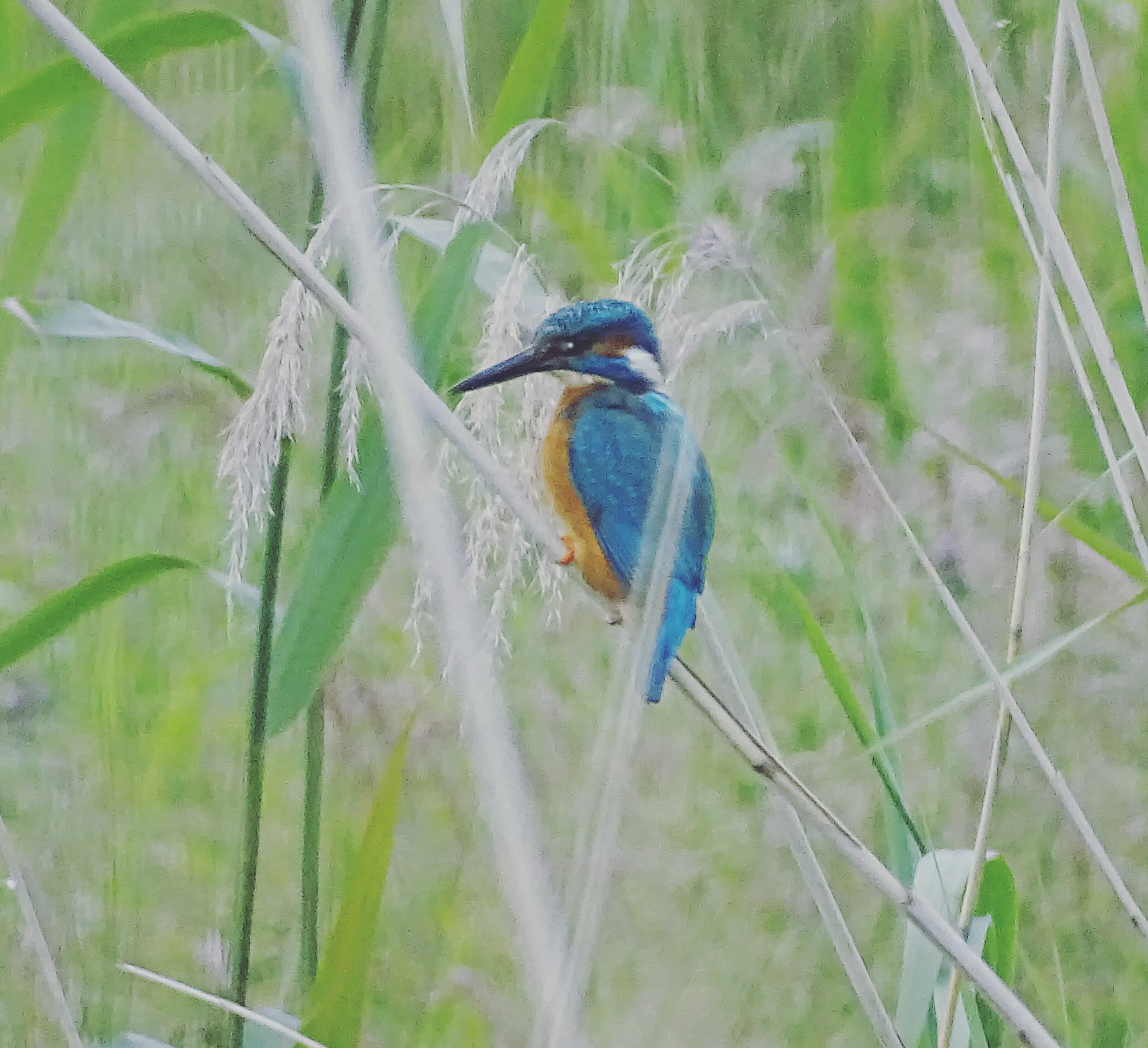 Kingfisher
