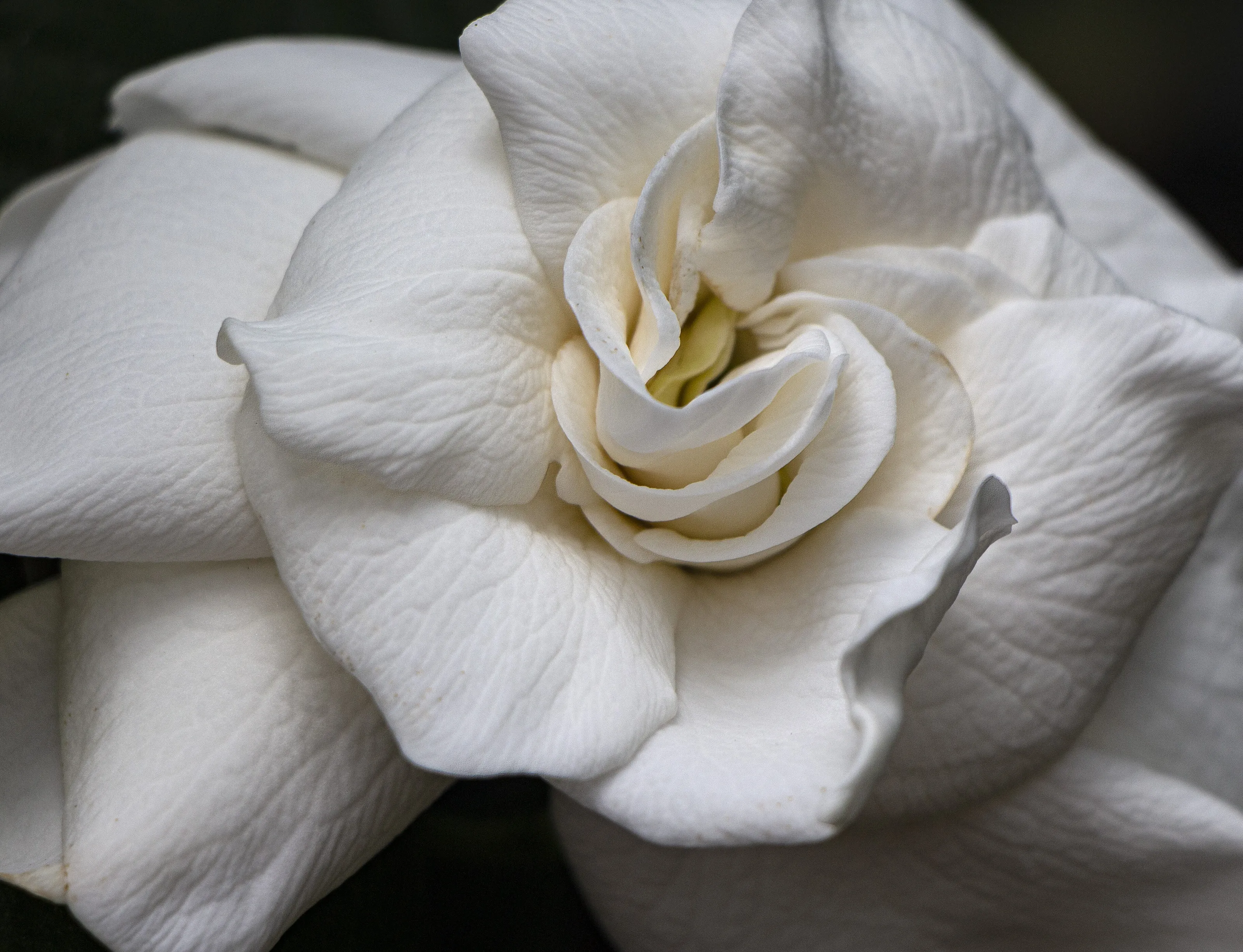 A perfect gardenia