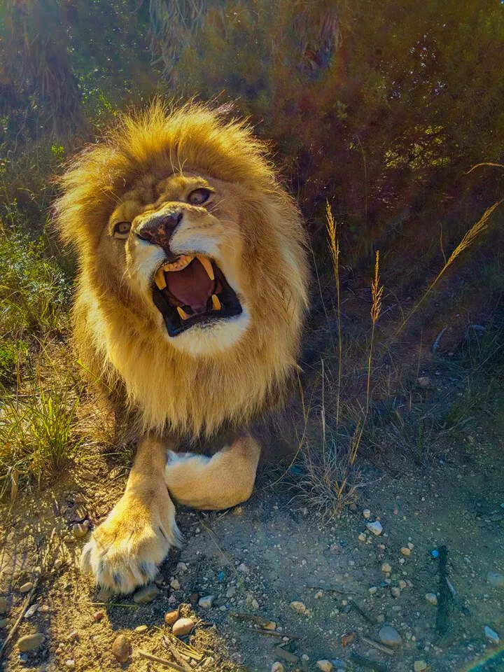 Male Lion