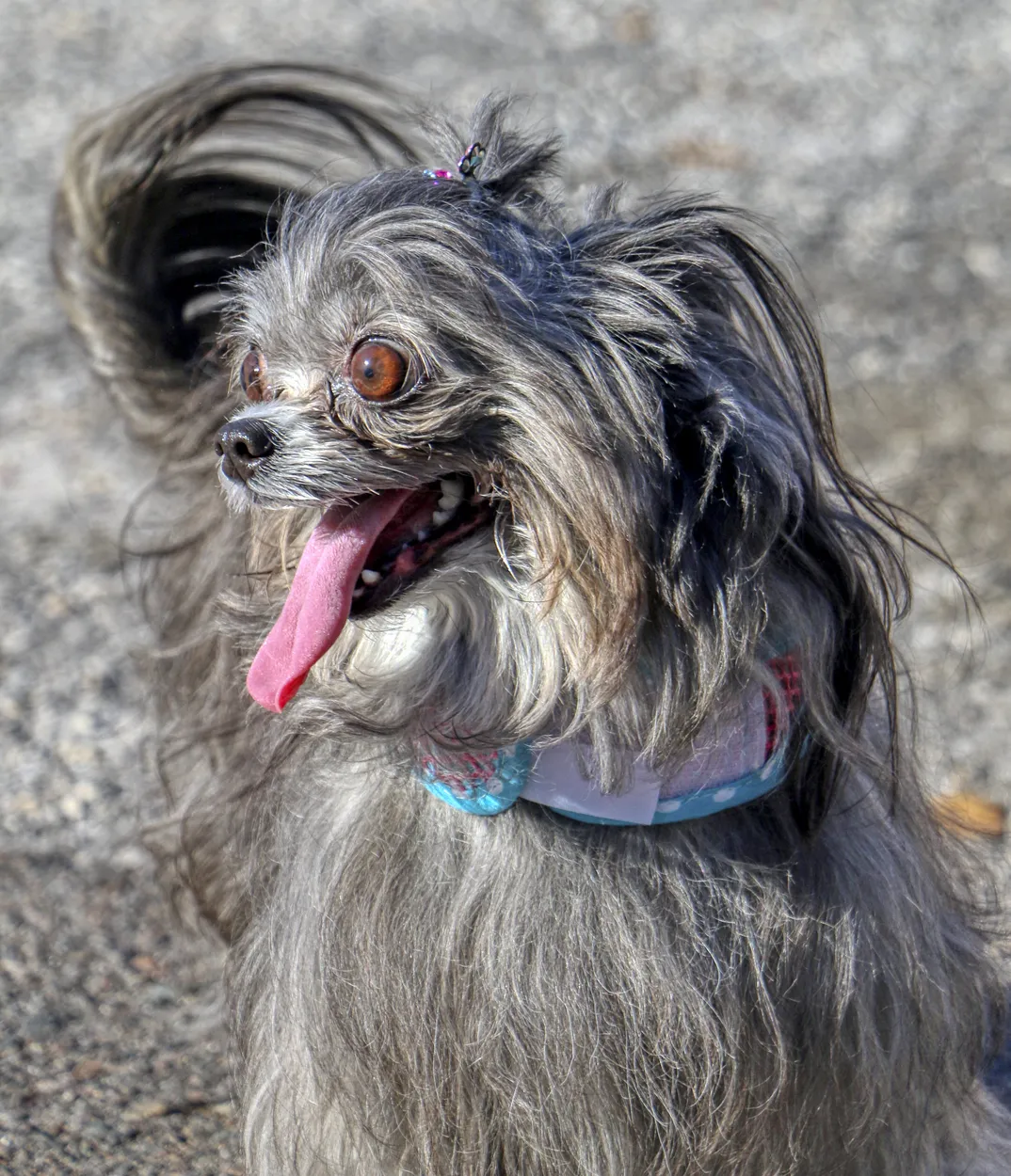 Entry 4365286